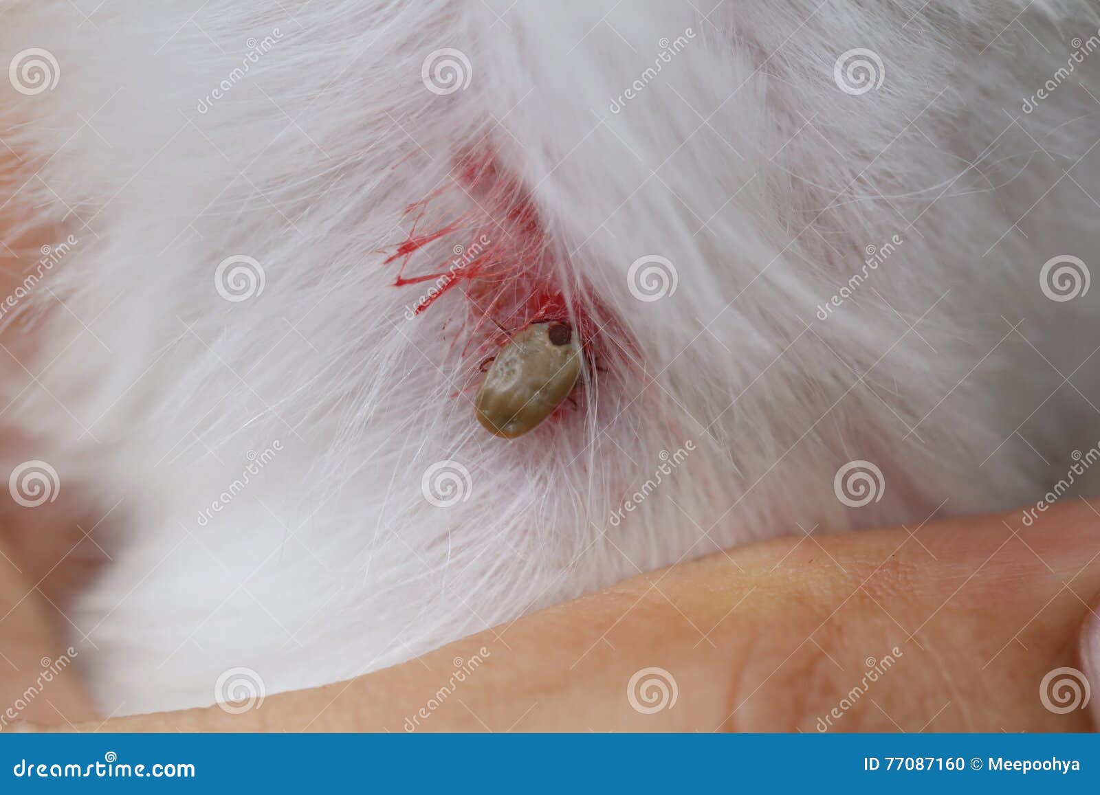 dried dead tick on dog dried dead tick on dog