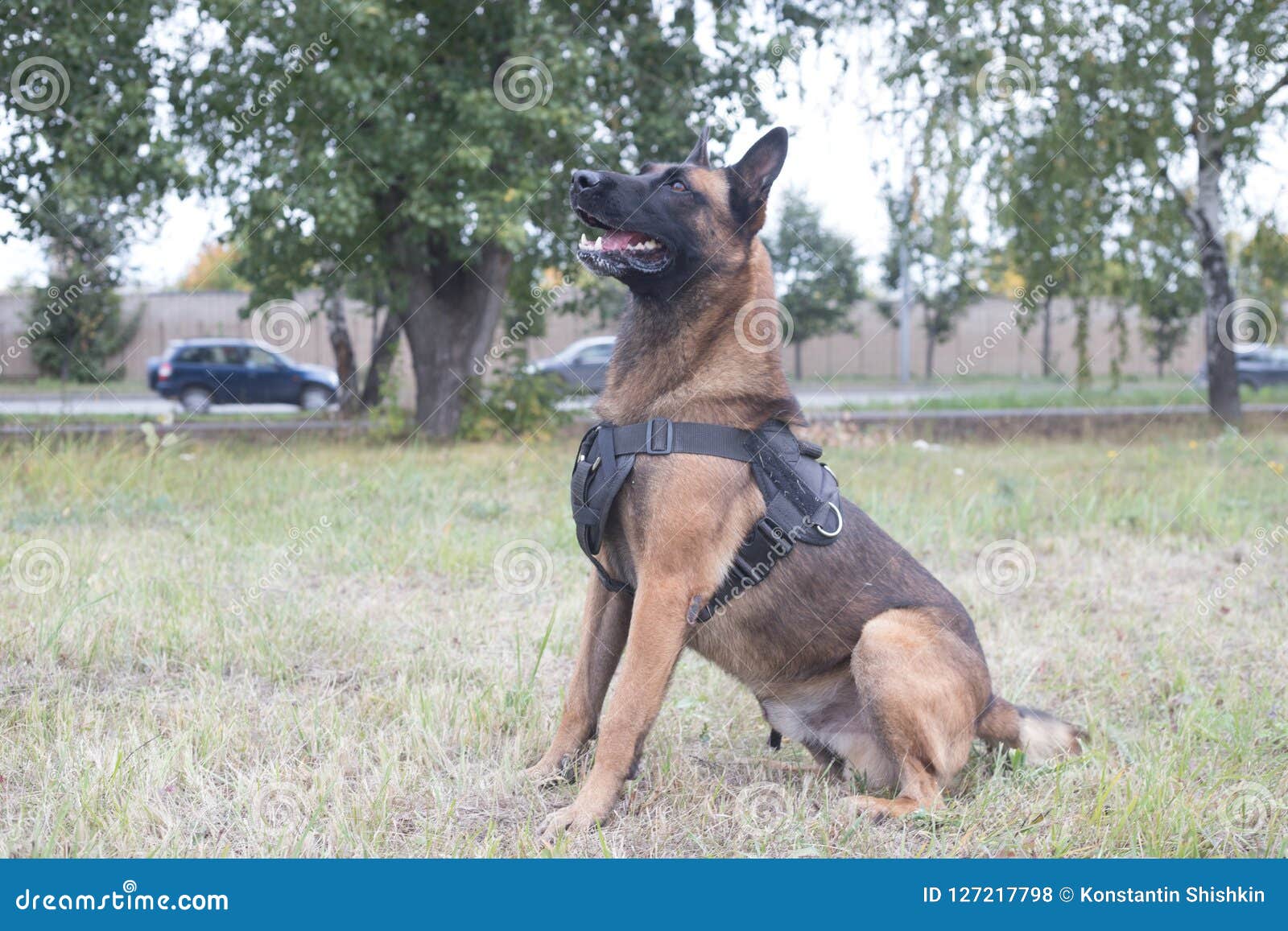 Adorable German Shepherd Dog Training Near Me