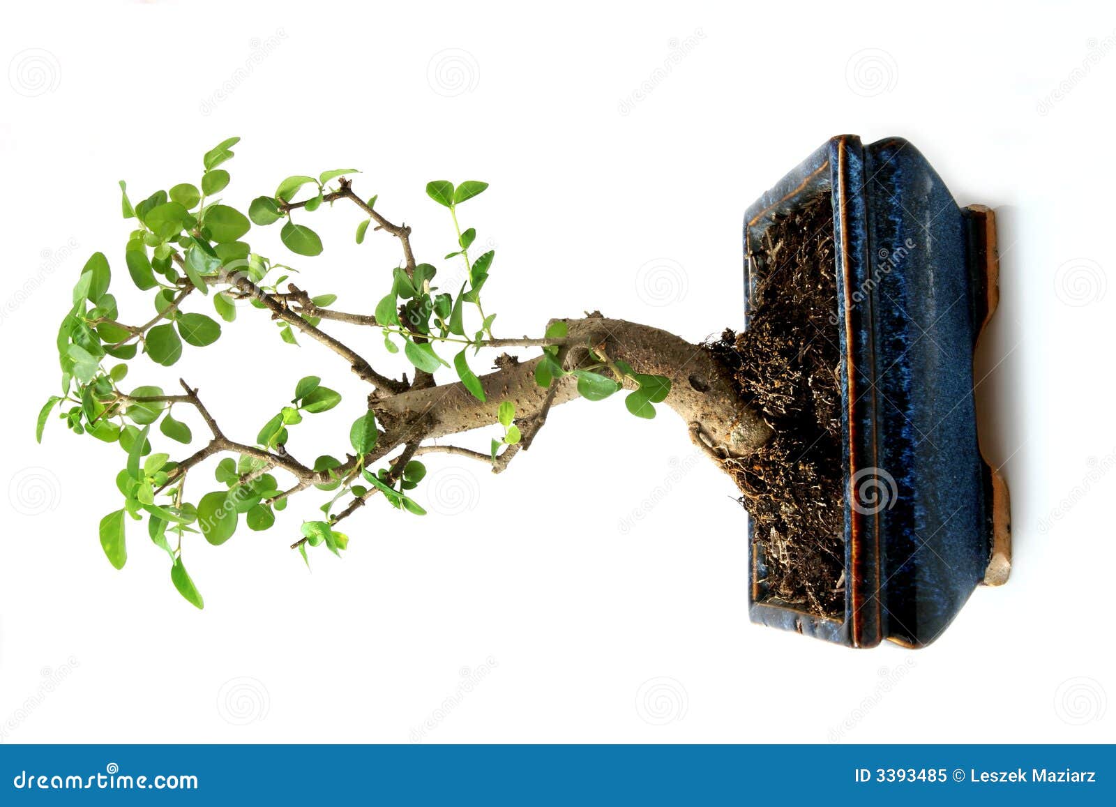 Banzai stock photo. Image of garden, object, ornamental - 23024452