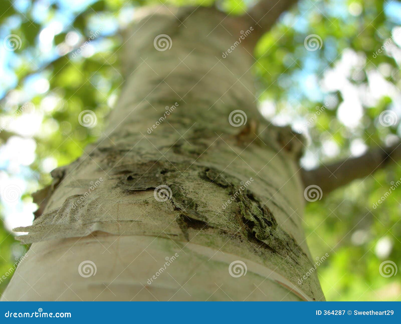 Big Tree. Looking up a big white tree