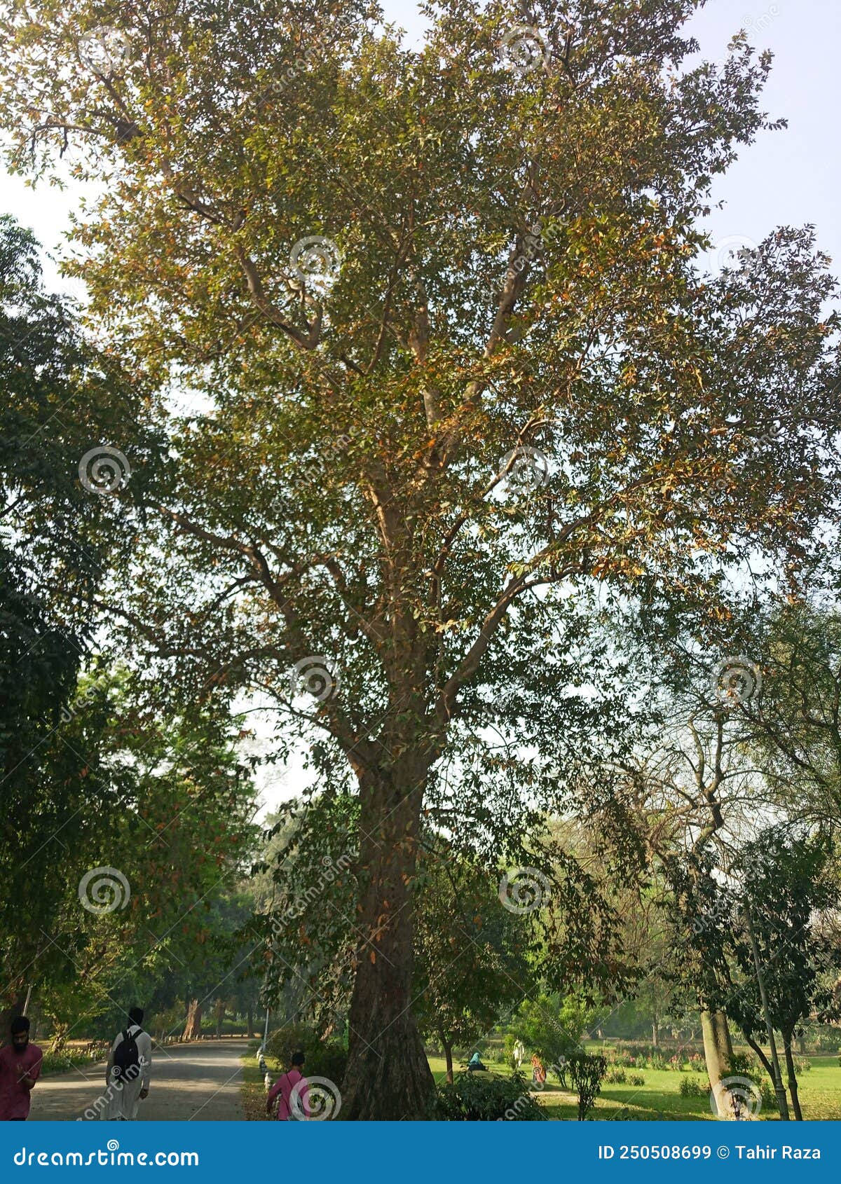 Big tree stock image. Image of branch, deciduous, fruit 250508699