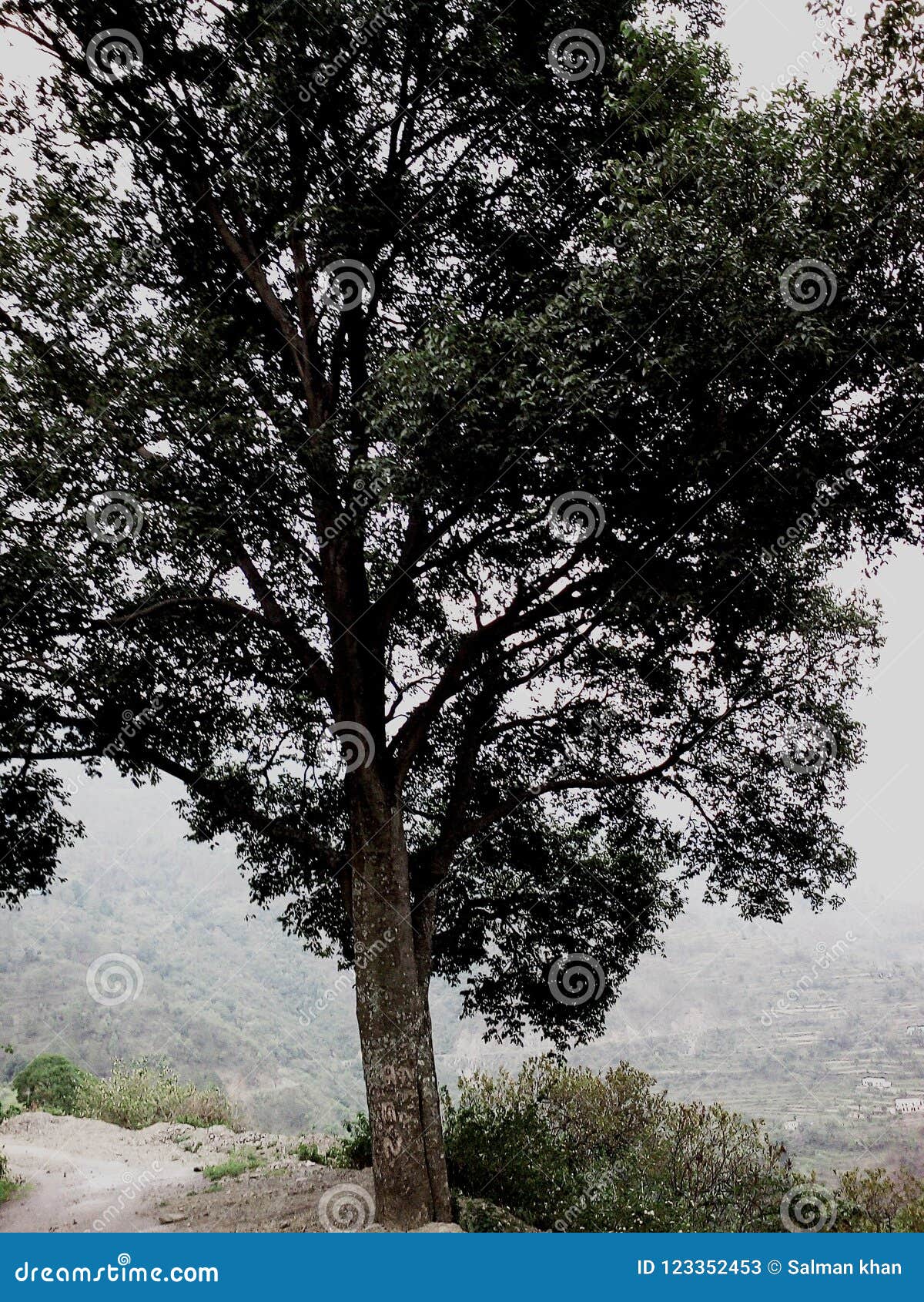 Big tree stock image. Image of green, nature, village 123352453