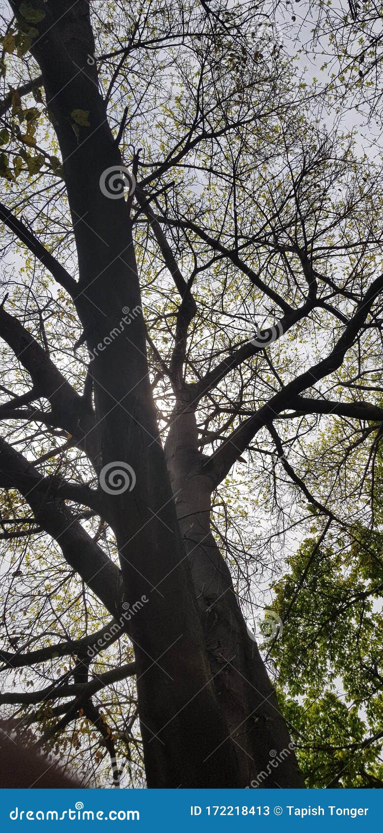 Big tree stock image. Image of tree, jungle, village 172218413