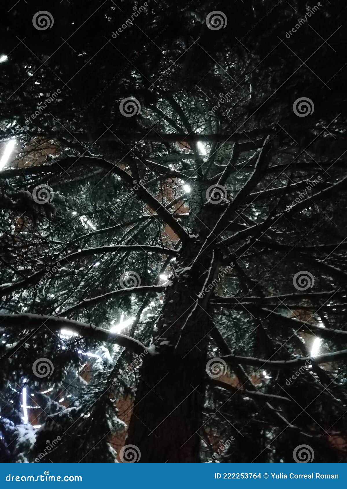 big tree with brunches in the ice and snow after storm