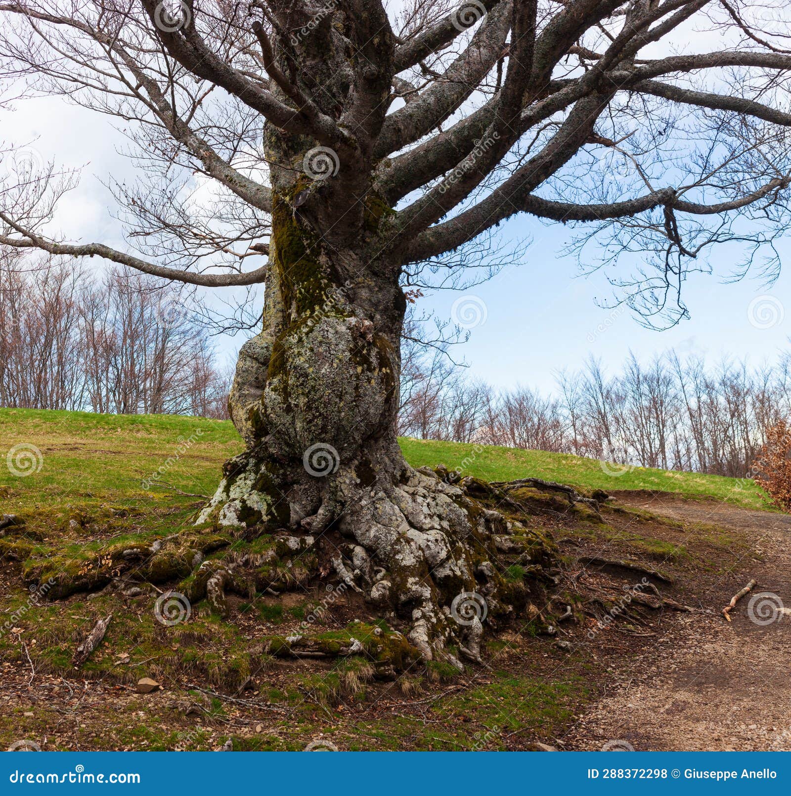 big tree of the calamone lake. national park of appennino tosco-emiliano