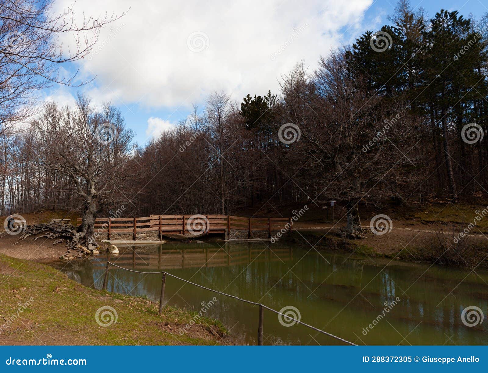 big tree of the calamone lake. national park of appennino tosco-emiliano