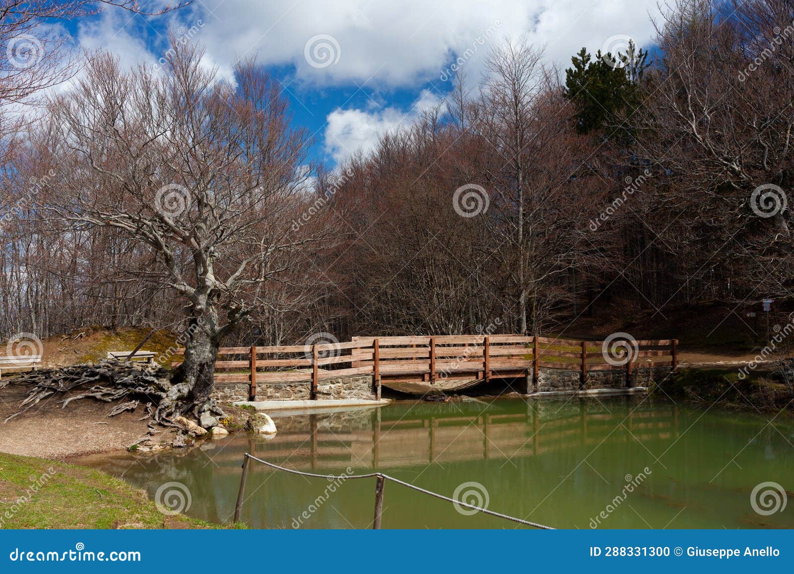 big tree of the calamone lake. national park of appennino tosco-emiliano