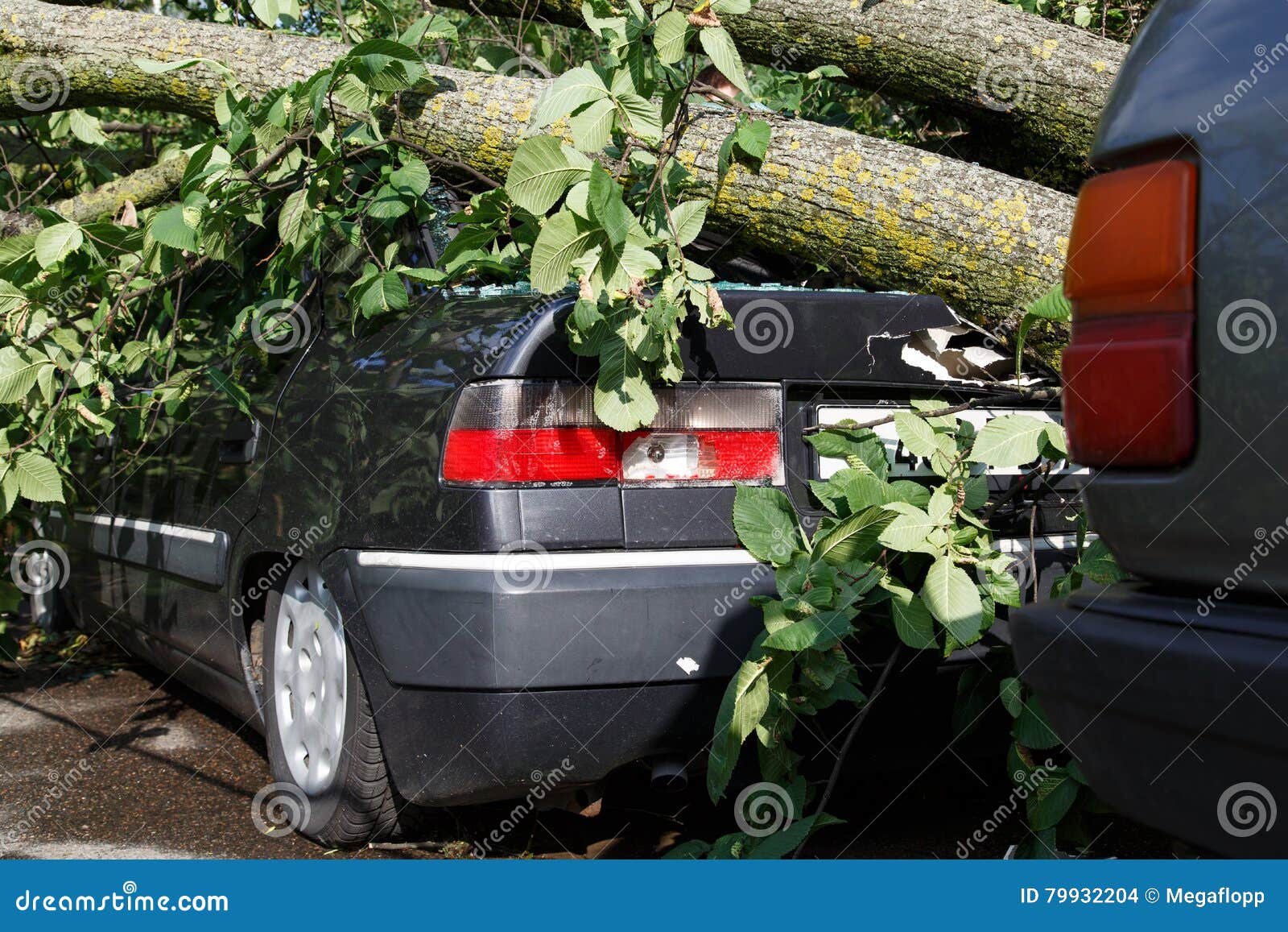 Big Tree Fall Down on Car during Hurricane Stock Photo Image of
