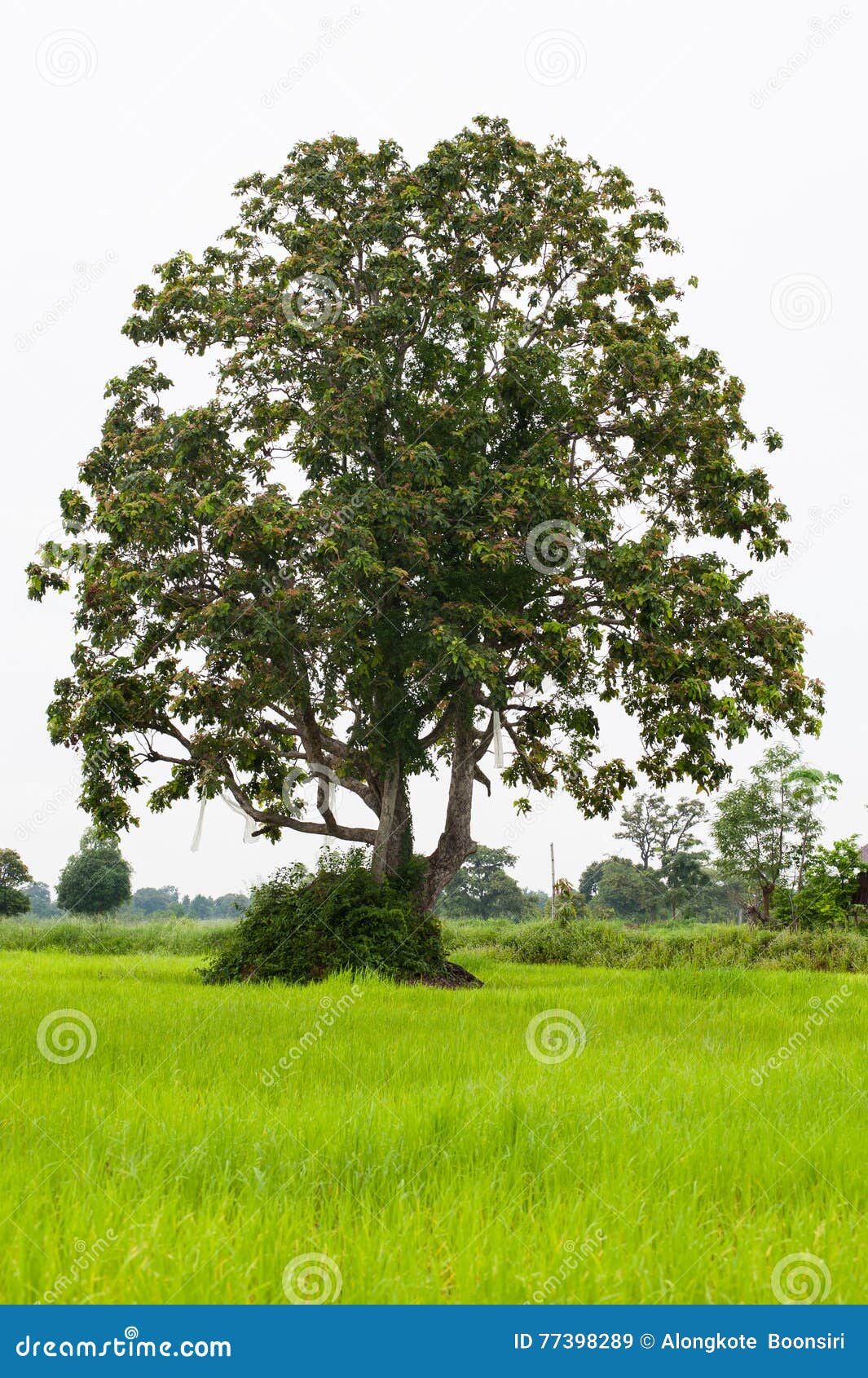Big Tree in the Green Fields. Stock Image Image of bright, land 77398289