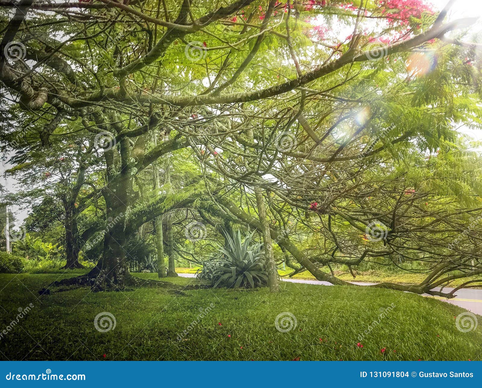 Big Tree on a Green Landscape Stock Photo Image of trees, beautiful