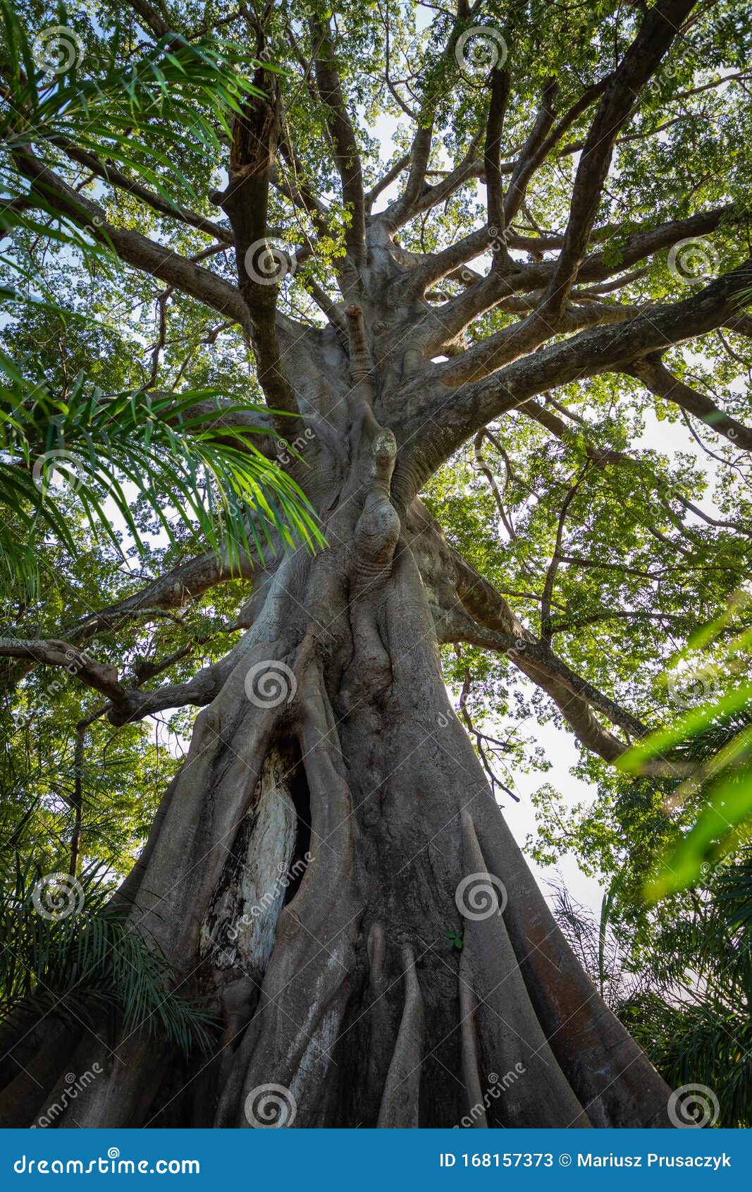 Big Tree in Jungle in Gambia Stock Image Image of beautiful, african 168157373