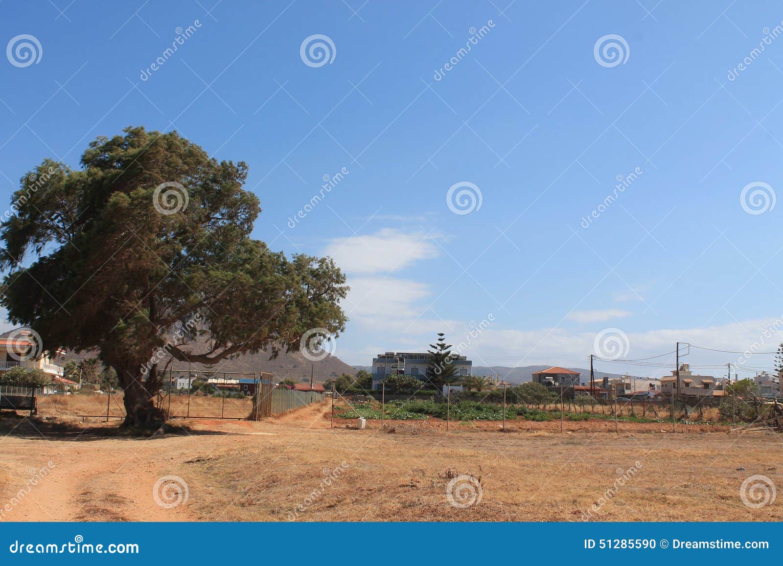 A big tree stock photo. Image of wooden, tree, house 51285590