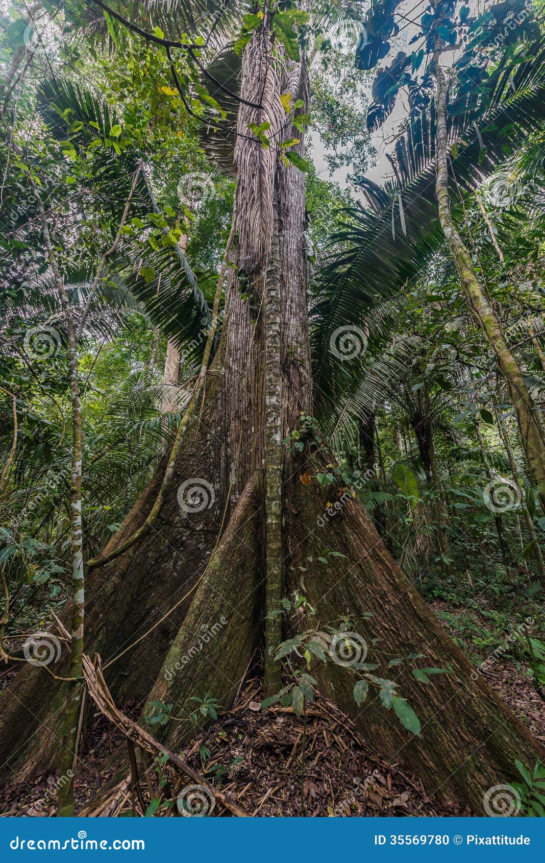 big tree peruvian amazon jungle madre de dios peru