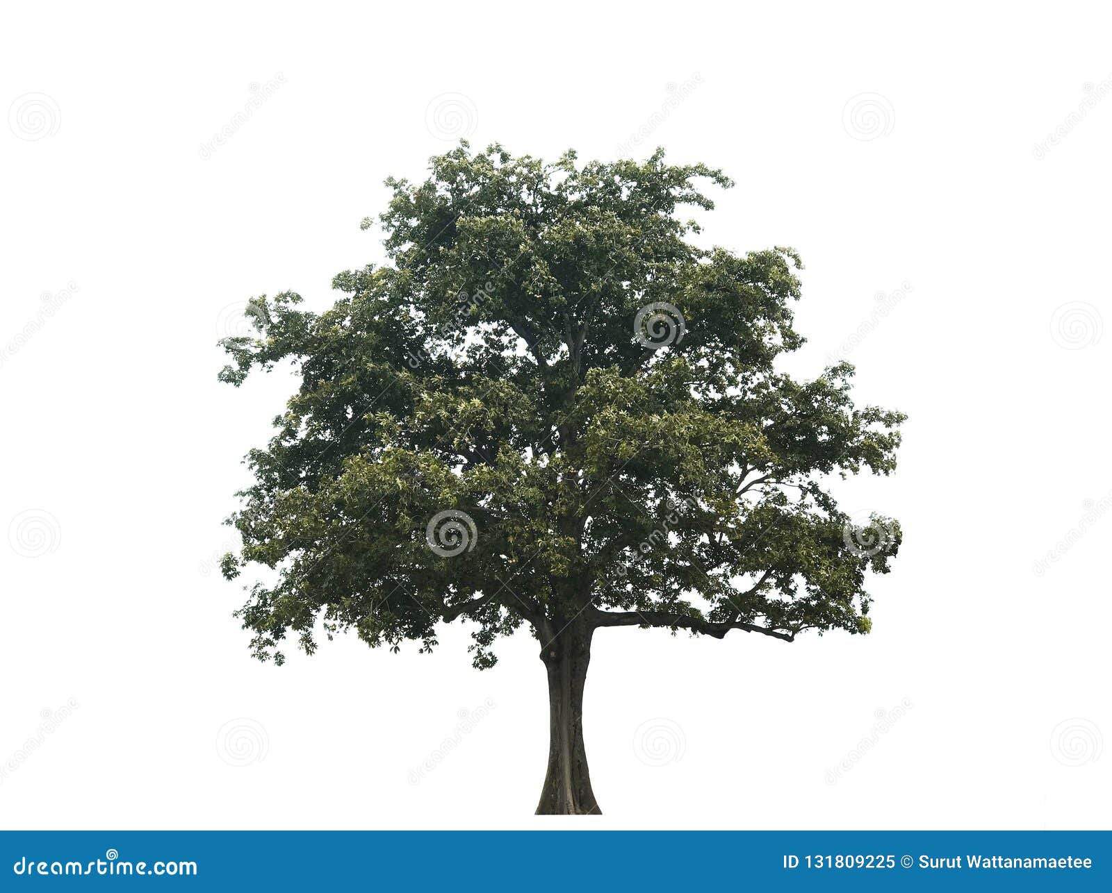 Big Tree Plant on White Background Stock Image Image of growth, trees