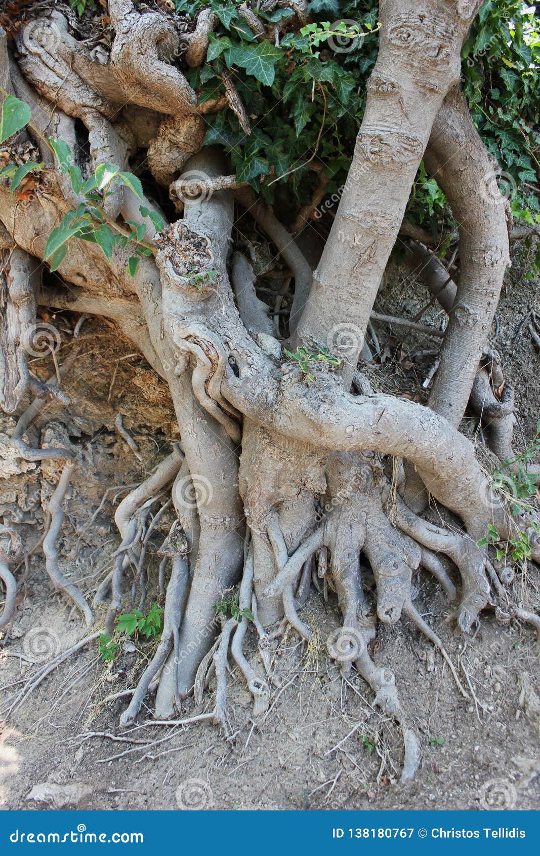 Больший корень это. Большие корни. Большой корень. Корень больше. Показать корень большого дерева.