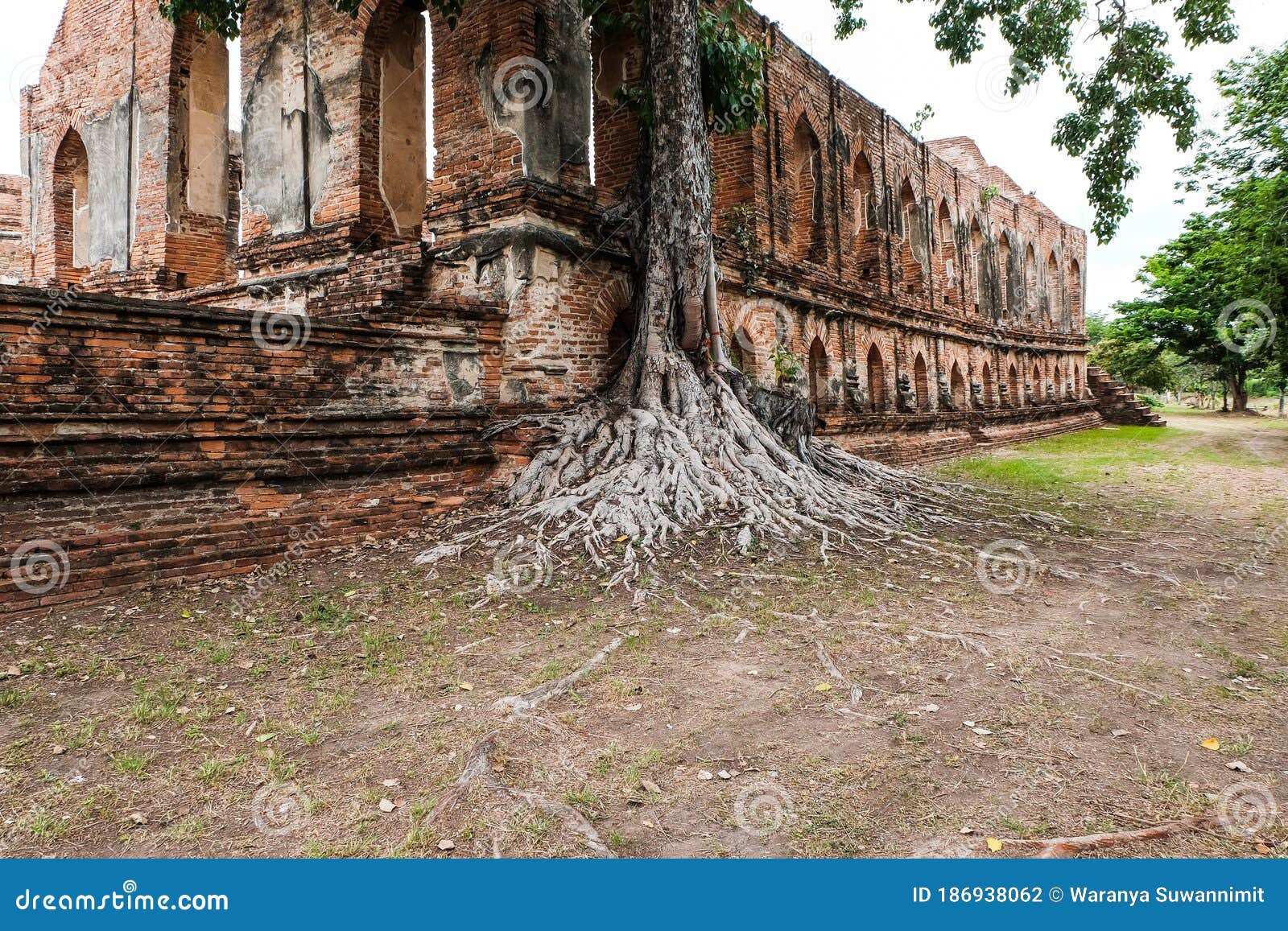 big tree with roots several decades old and the old brick wall attracts visitor, ayutthaya