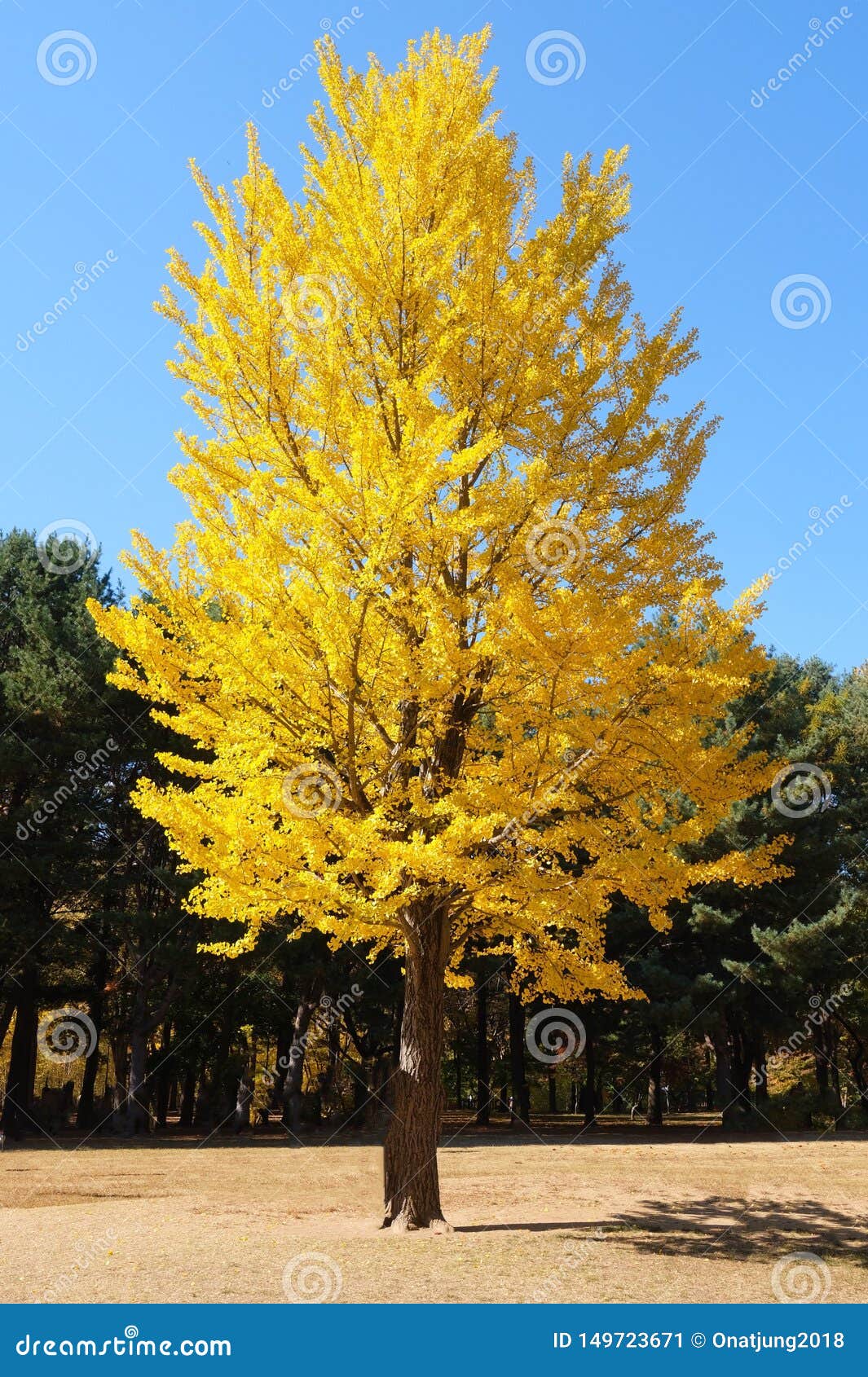 yellow leaves tree