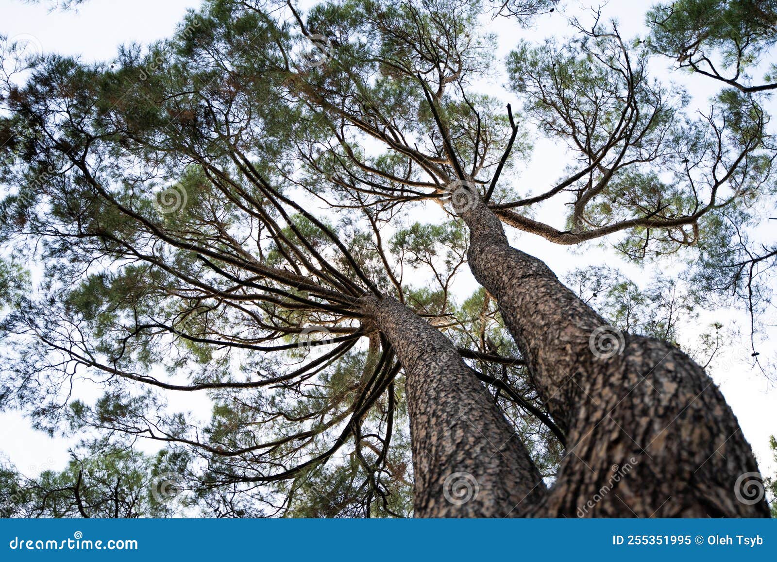 Big trees in the forest. stock image. Image of environment 255351995