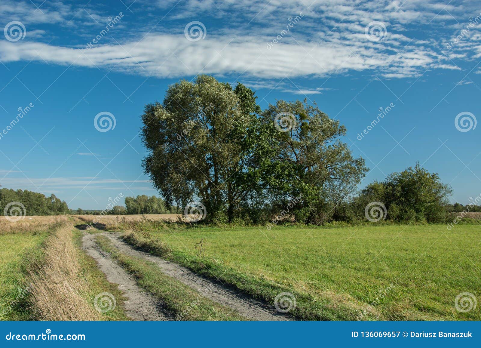 Big Trees Growing By The Country Road Stock Image Image Of Landscape
