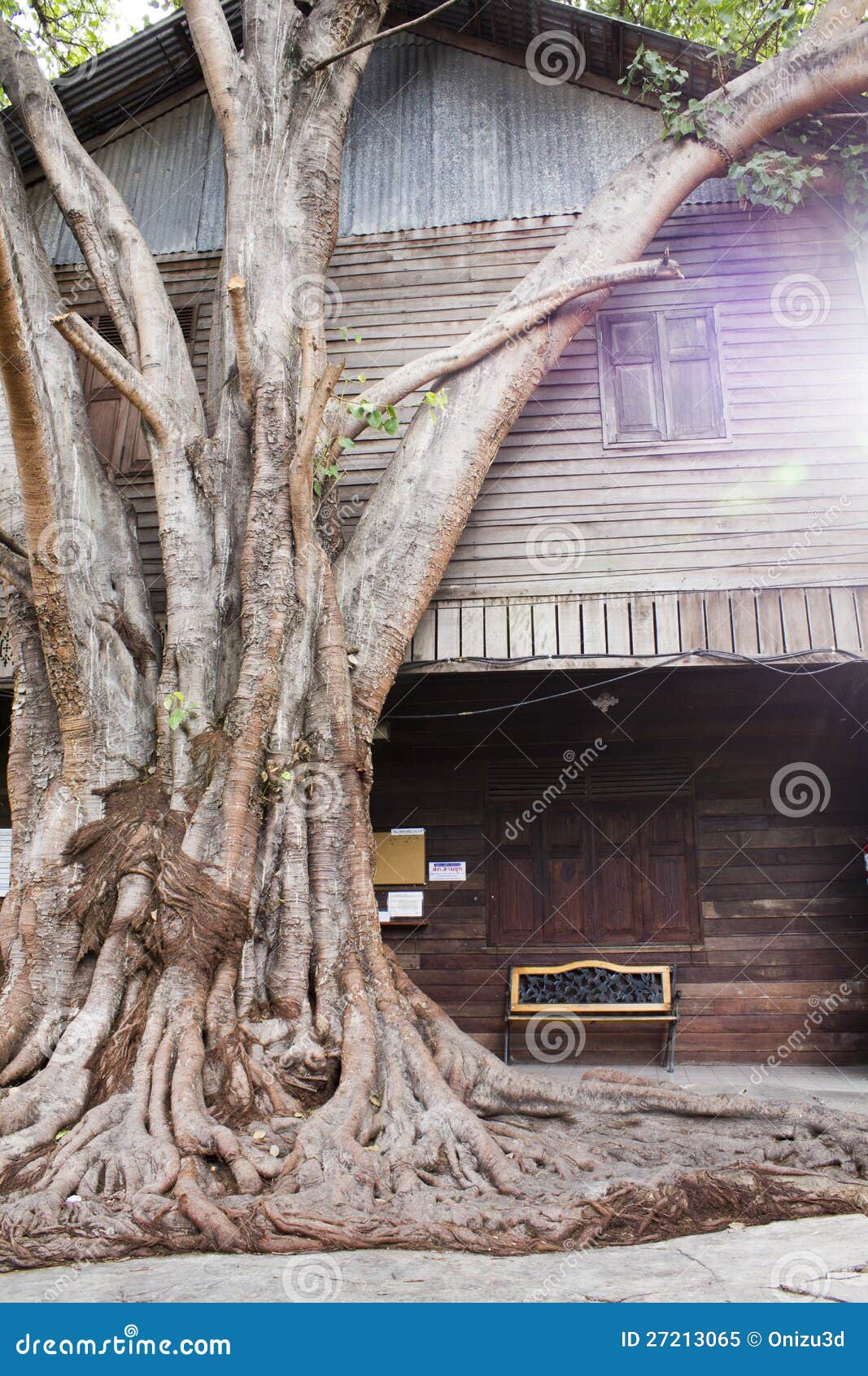 Big Trees Planted in Front of the House Stock Image Image of asia