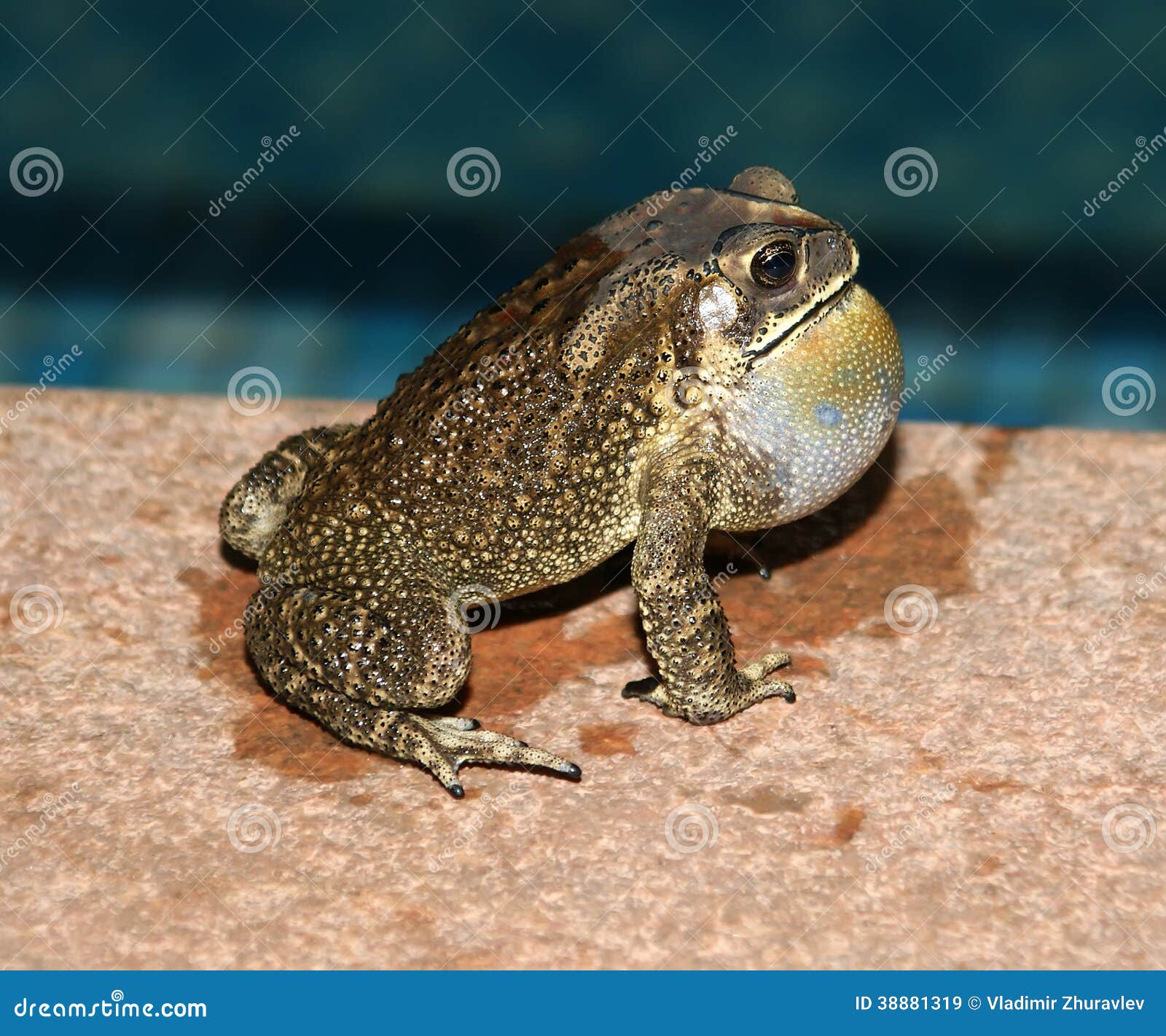 Big Tropical Frog (at Night) Stock Image Image of frog, wildlife