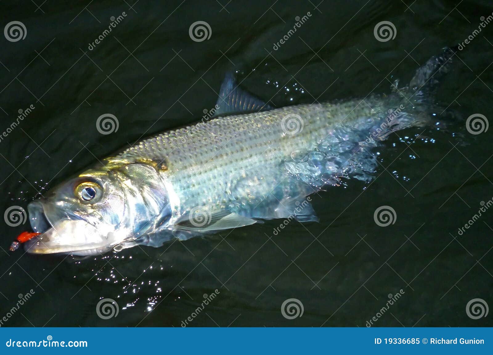 Big Two Pounder stock image. Image of scales, water, shad - 19336685