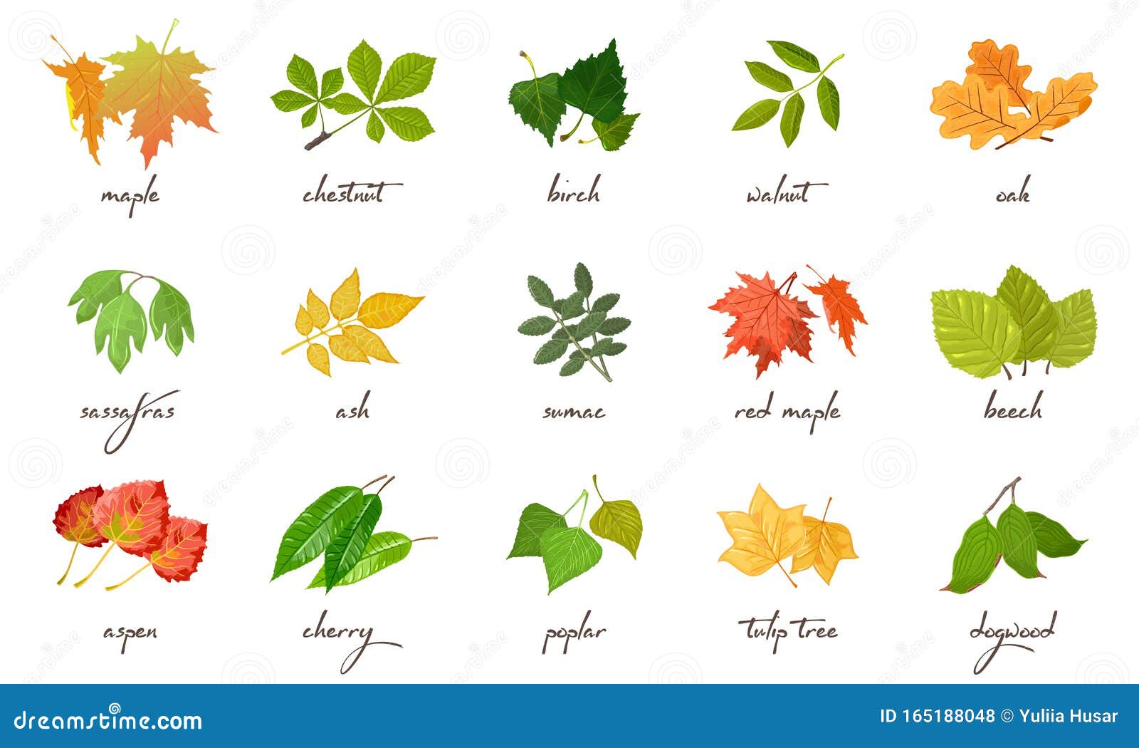 Big Vector Set with Yellow, Red, Green Leaves of Different Kinds of ...