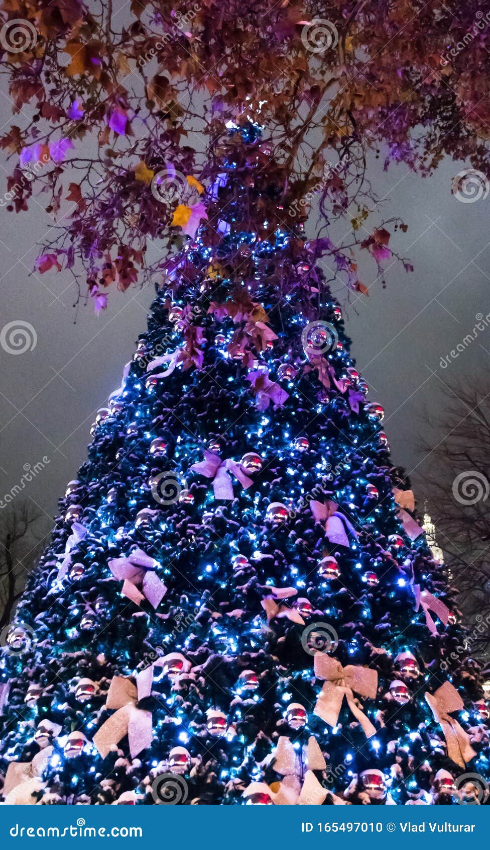 Big and Very Colorful Christmas Tree in the Winter Stock Photo Image