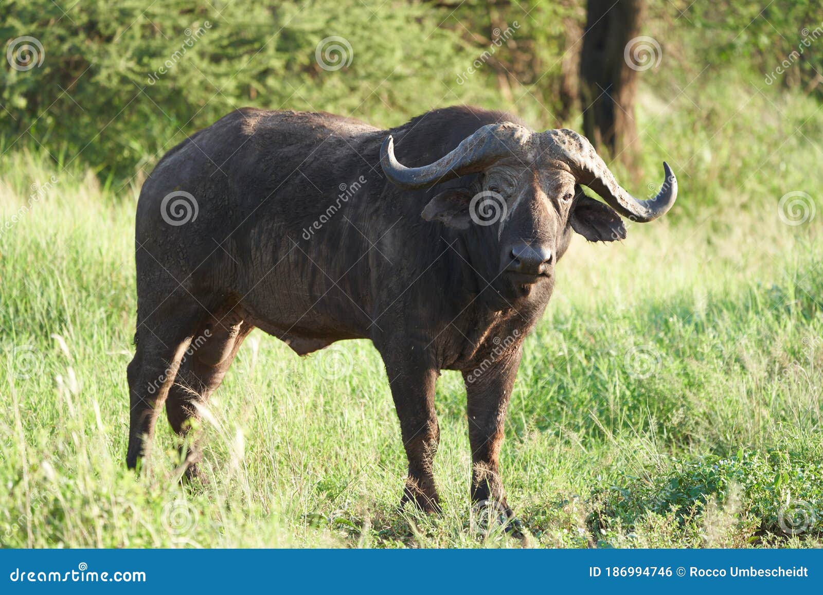 African Water Buffalo Serengeti - Big Five Stock Photo - Image of animal, hunting: 186994746