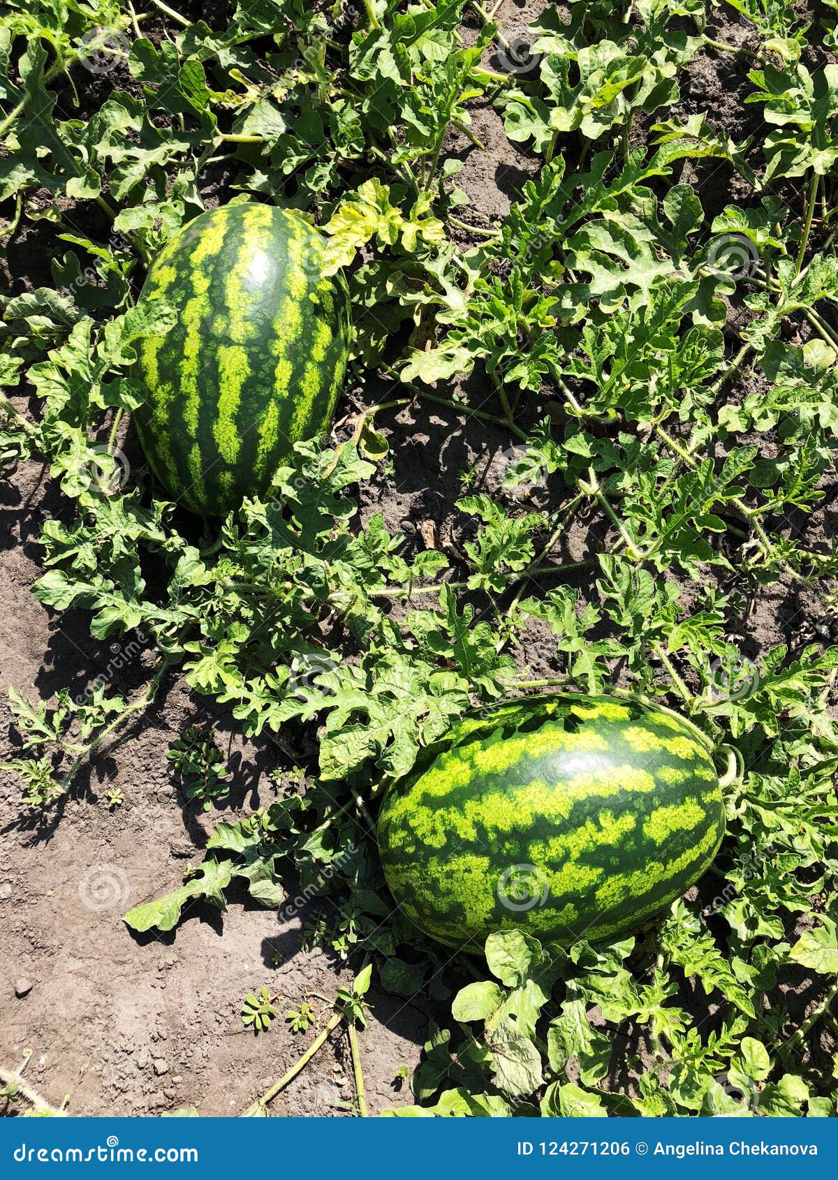 Big Watermelon in the Garden Bed Stock Photo Image of garden, grass
