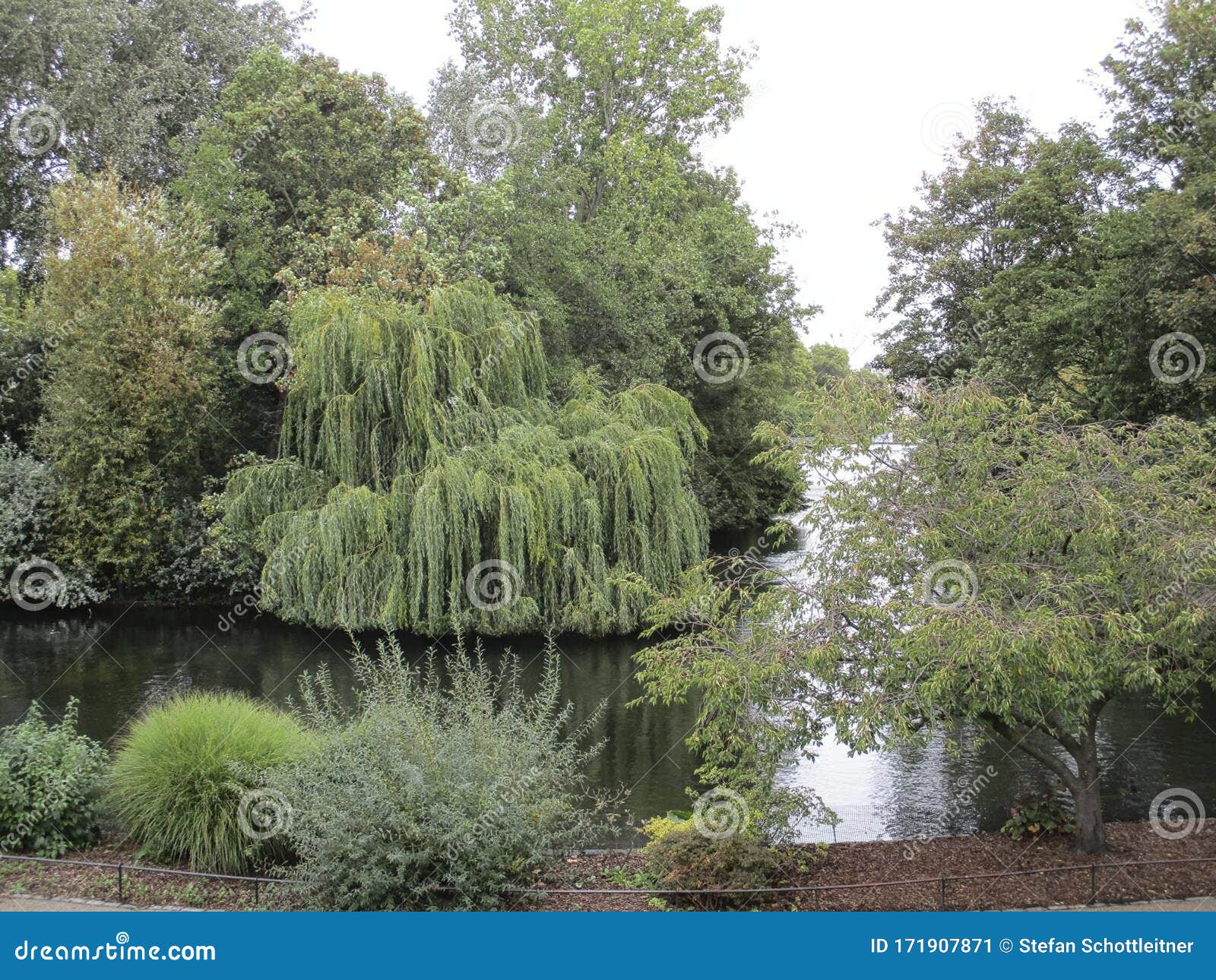 A Big Weeping Willow at a Pond Stock Image Image of pond, watercourse