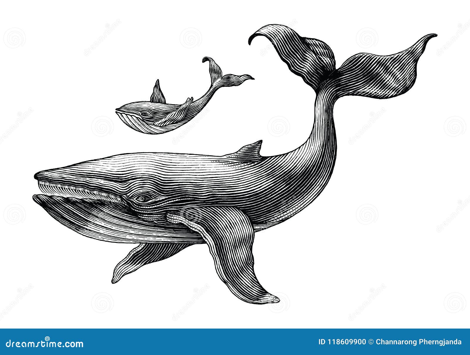 big whale and little whale hand drawing vintage engraving 