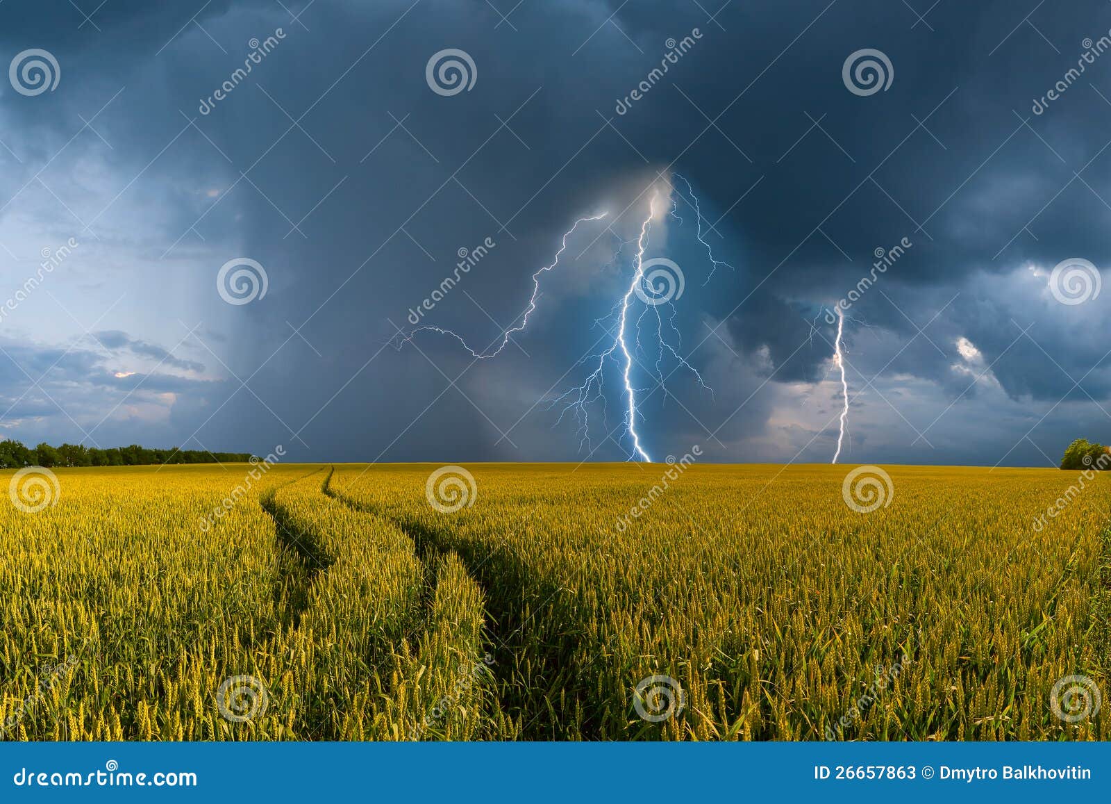 big wheat field and thunderstorm