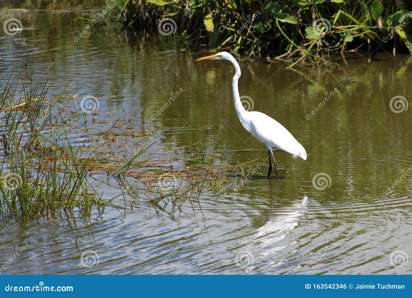 Big White Bird In The Swamp Of Florida Stock Photo Image Of Nature