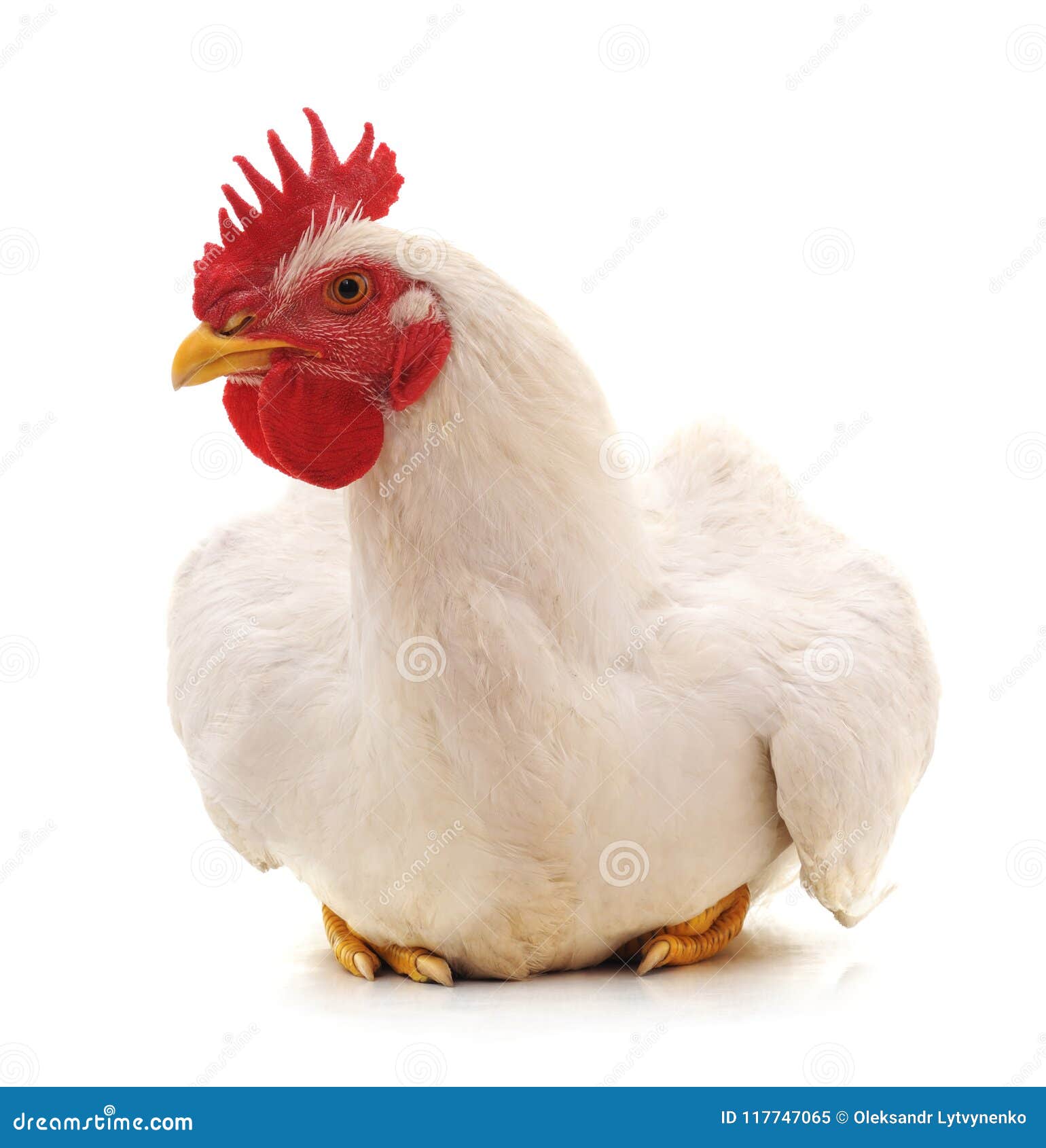 massive white cock