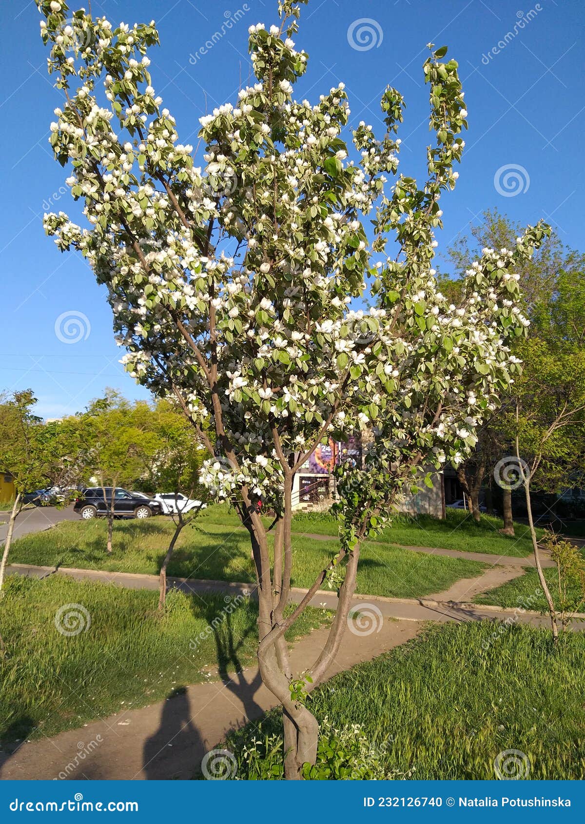Big white flowers. stock photo. Image of spring, large 232126740