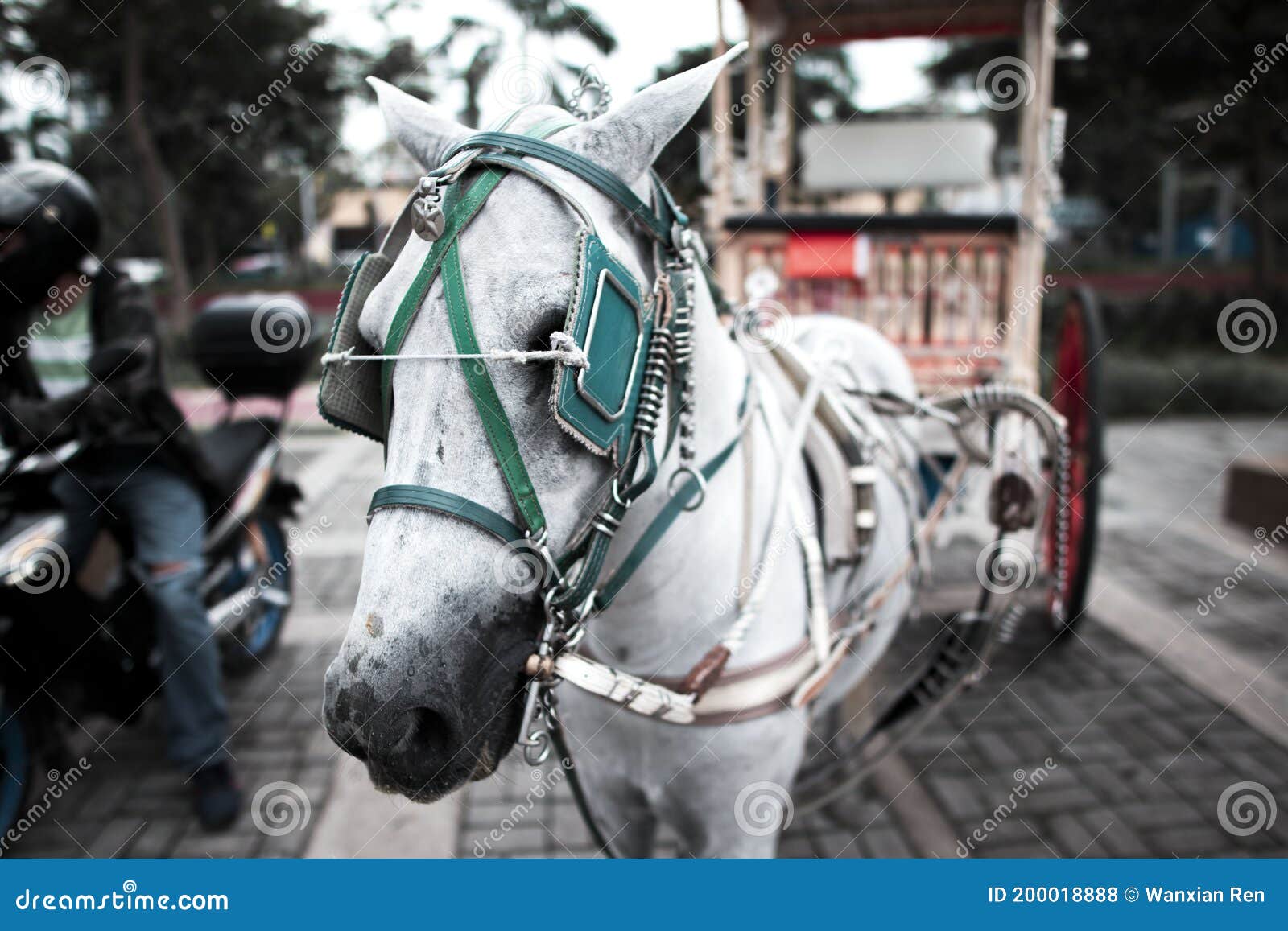 Blindfolded horse hi-res stock photography and images - Alamy