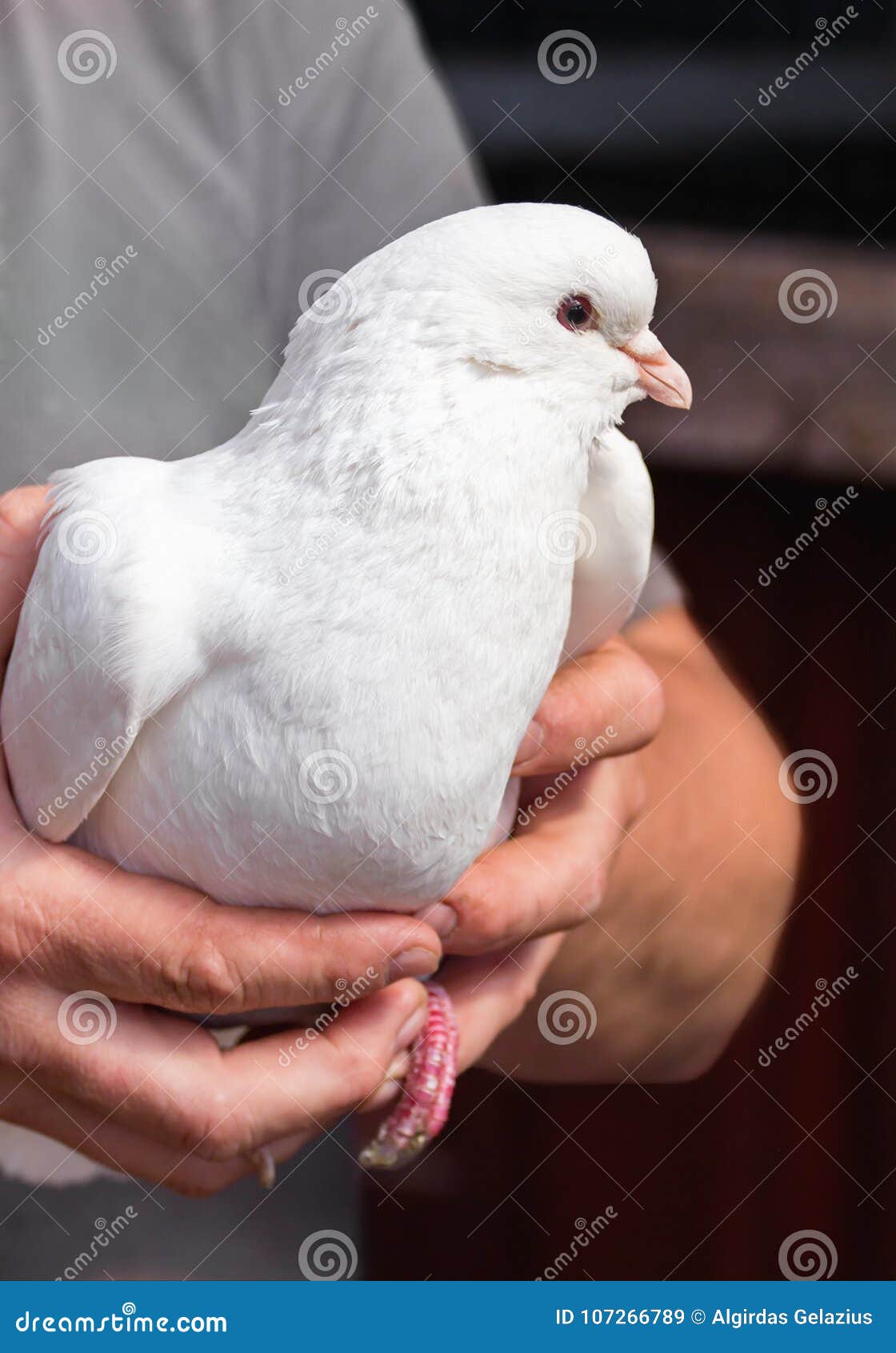 Big White King Pigeon in Farmer Hands Stock Image Image of close