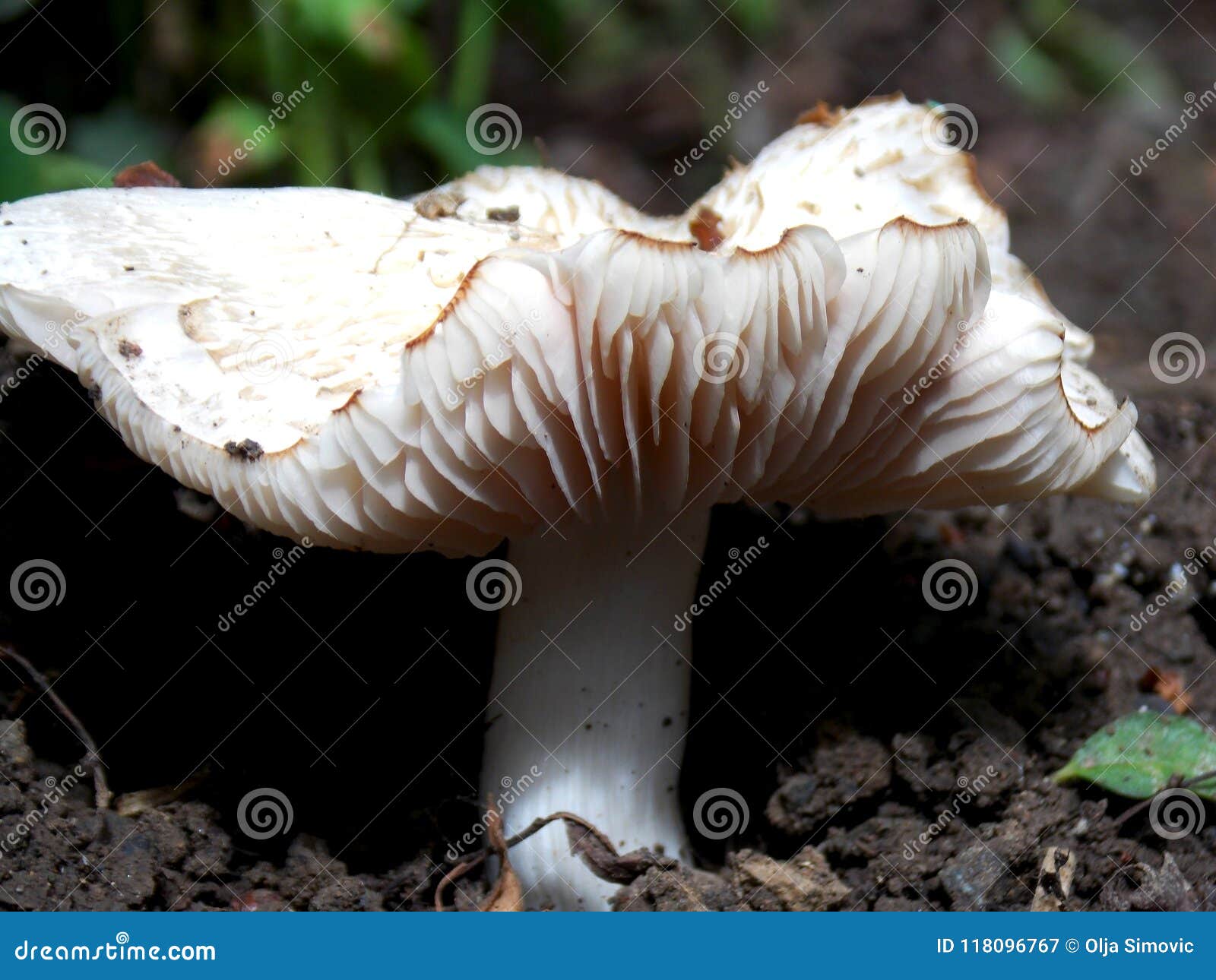 Big white mushroom stock image. Image of macro, large 118096767