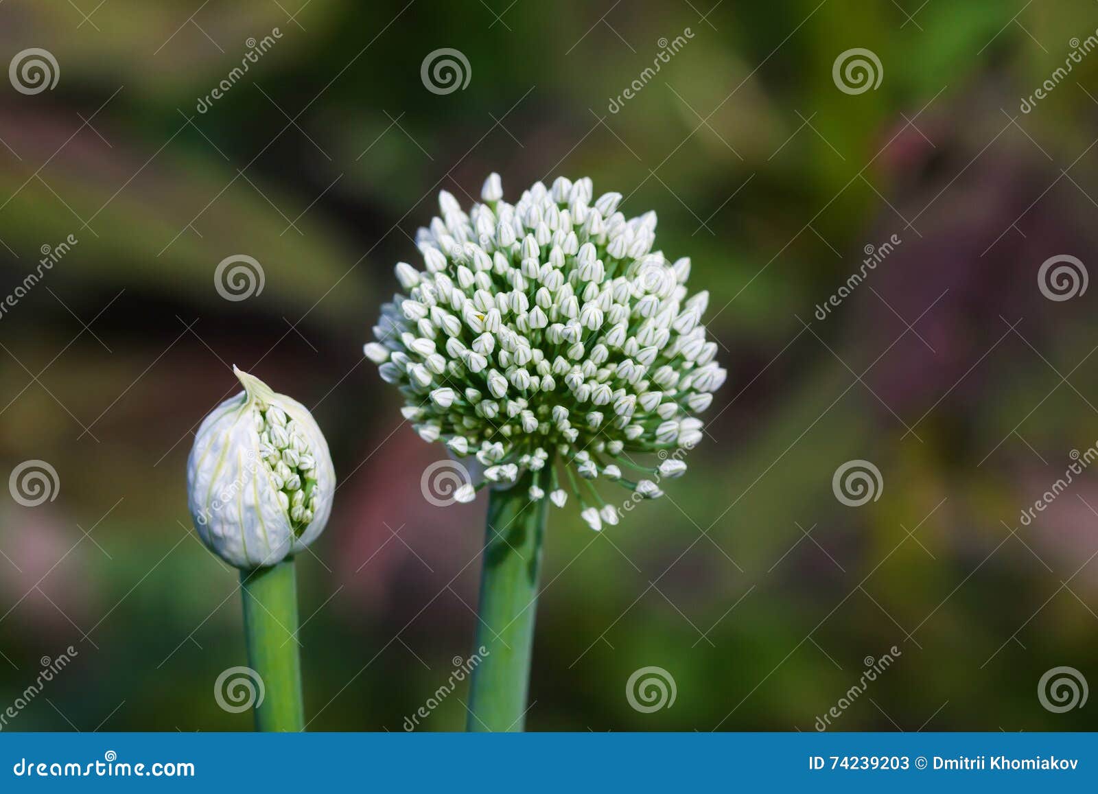 Big White Onion Flowers in Garden Stock Image Image of ball, nature