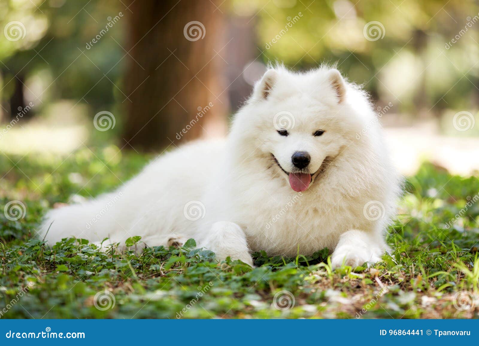 Big white samoyed dog stock image. Image of fluffy, lovely - 96864441