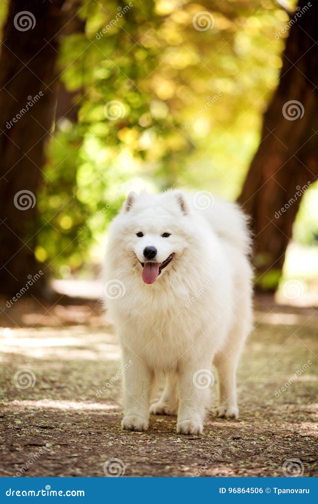 Big white samoyed dog stock photo. Image of lovely, samoyed - 96864506
