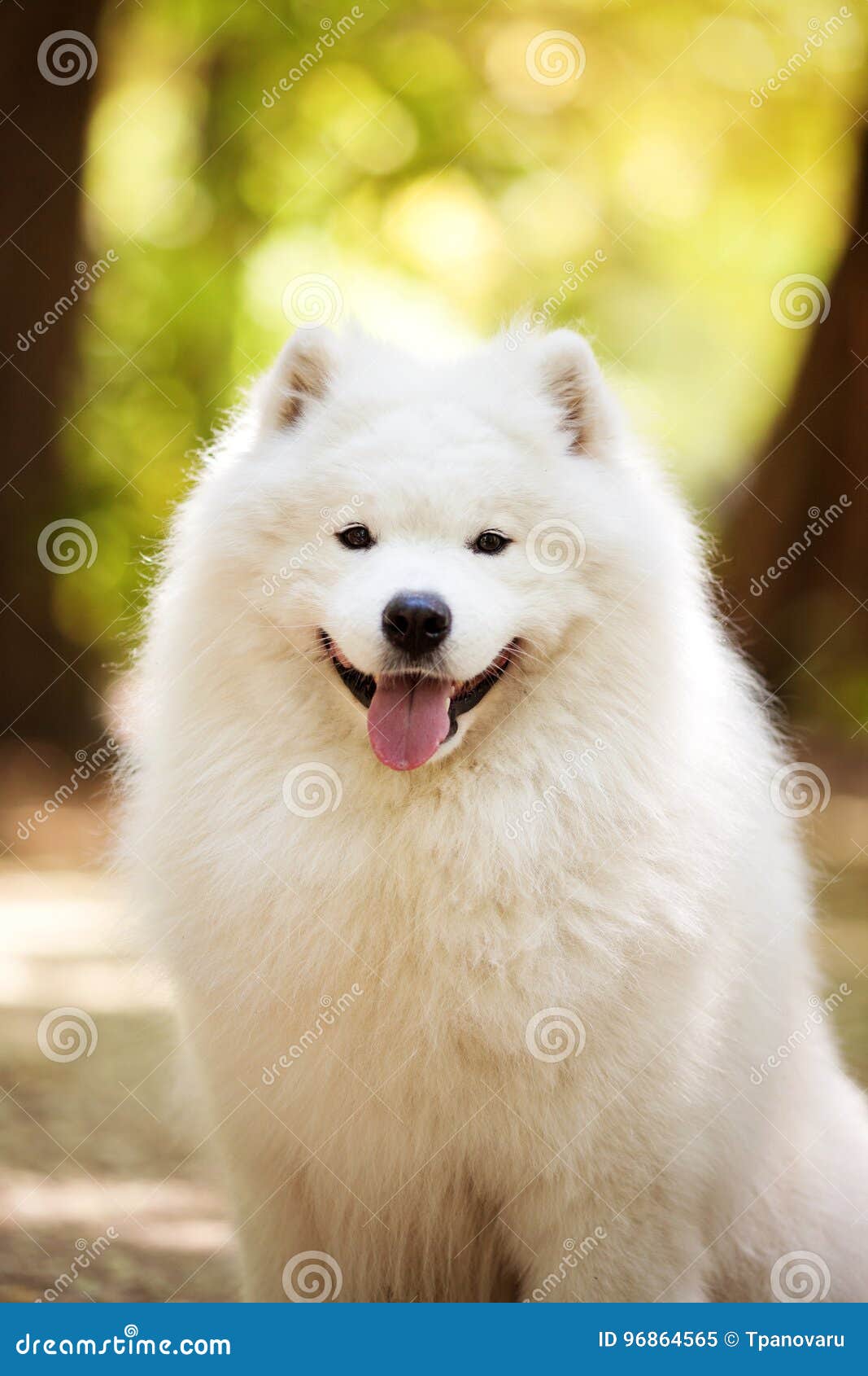 Big white samoyed dog stock image. Image of portrait - 96864565