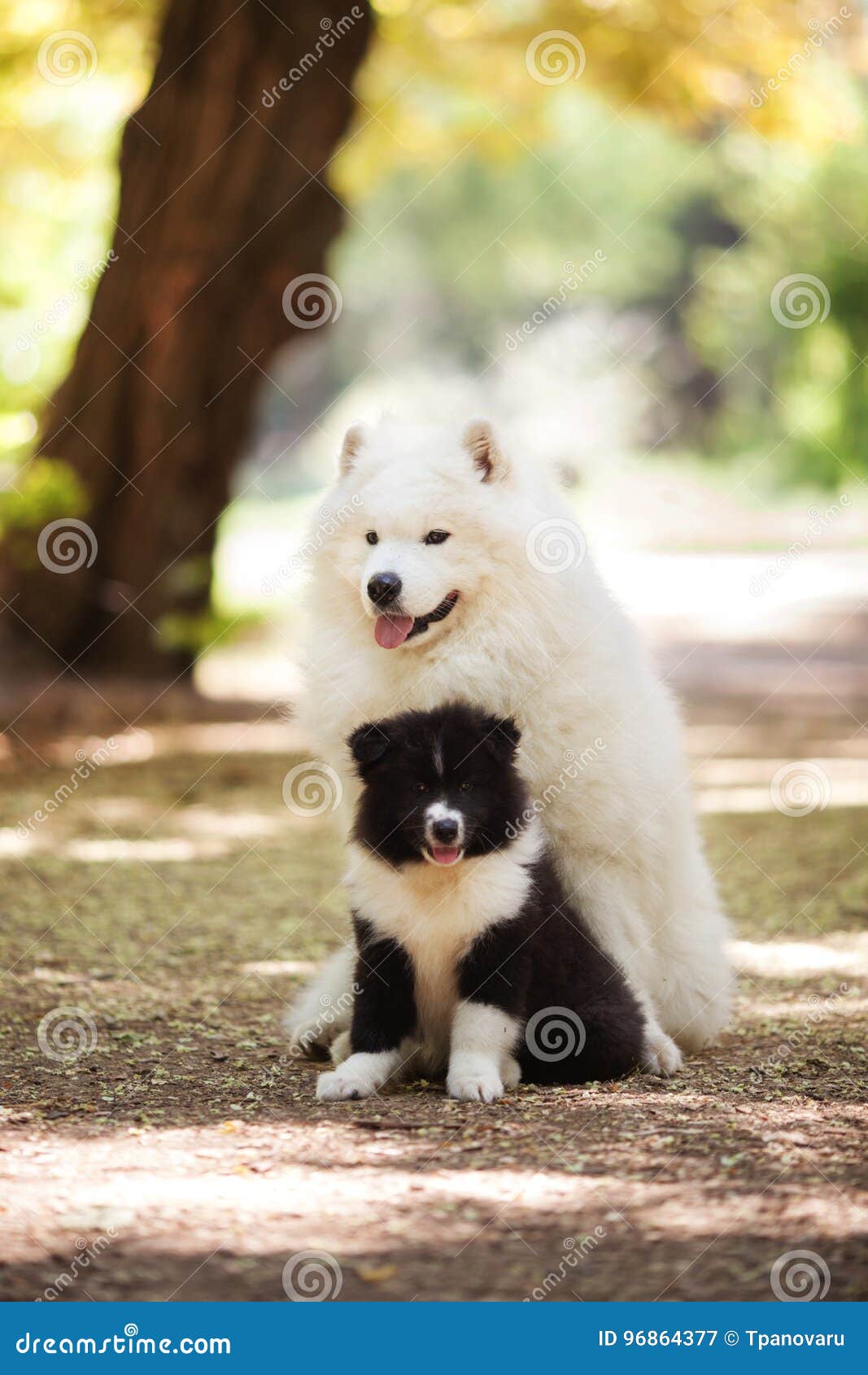 Big White Samoyed Dog And A Puppy Stock Image Image Of Firry Beautiful 96864377