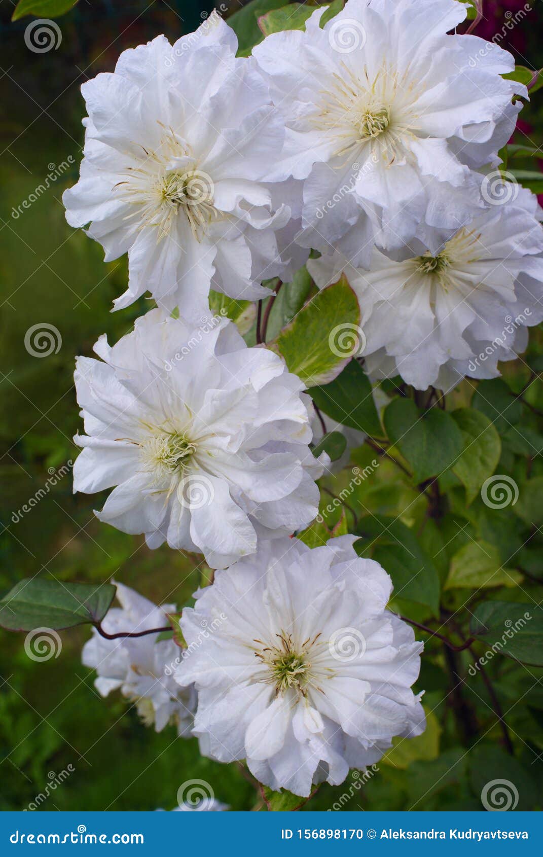 Big White Terry Clematis Flowers Stock Photo Image of botanical