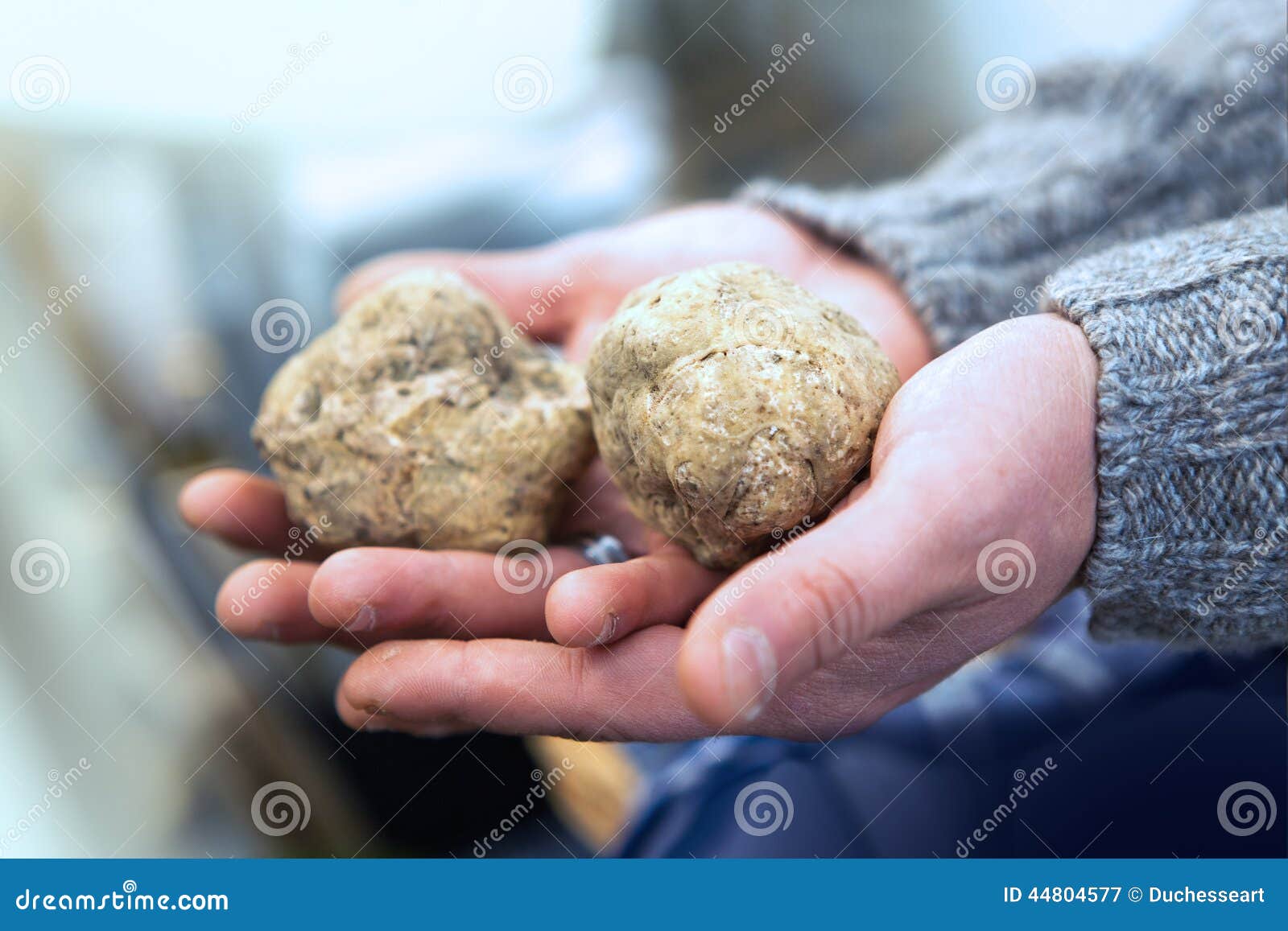 big white truffles on the hand