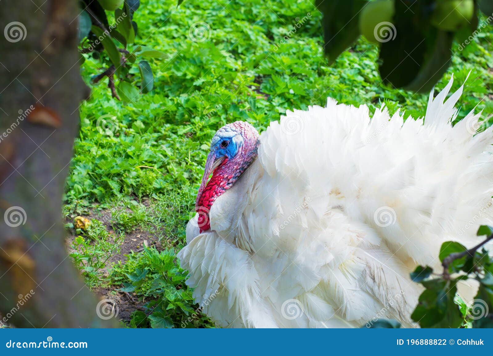 big, white turkey. international name meleagris gallopavo linnaeus.