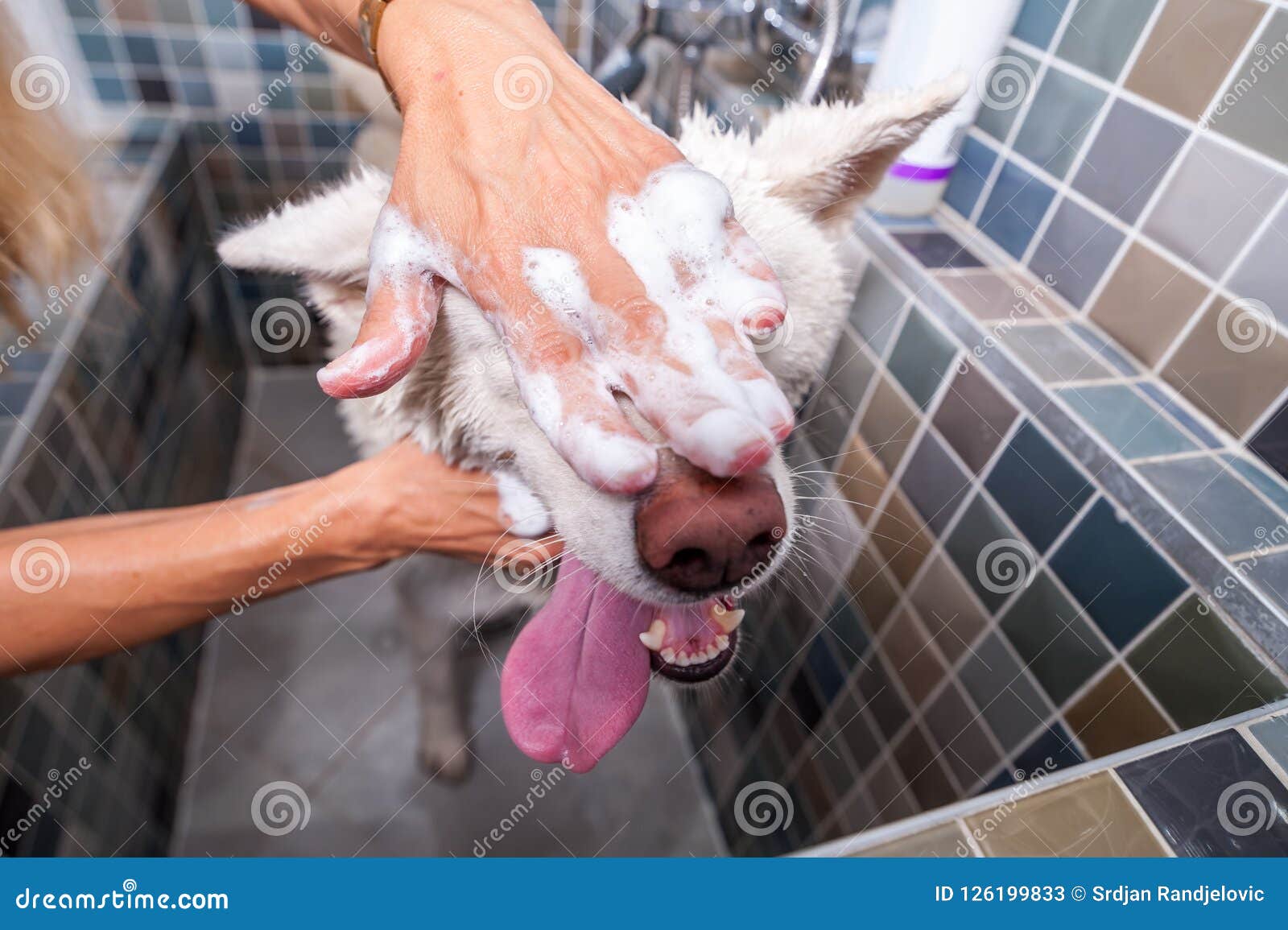 big white and wet akita inu dog bathing in the bathtub with funny face expression, selective focus