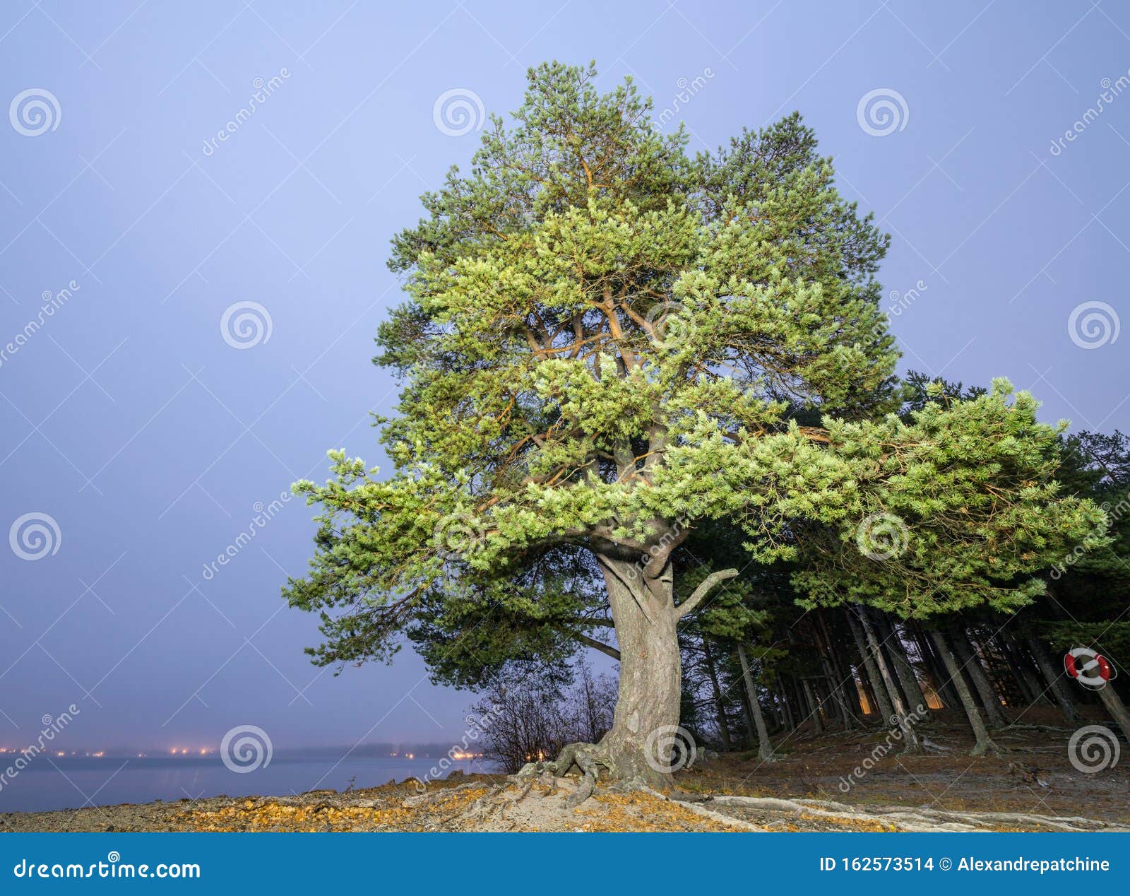 big wide pine tree stands at the coast of scandinavian lake, foggy dark evening, house lights very long away at another side of