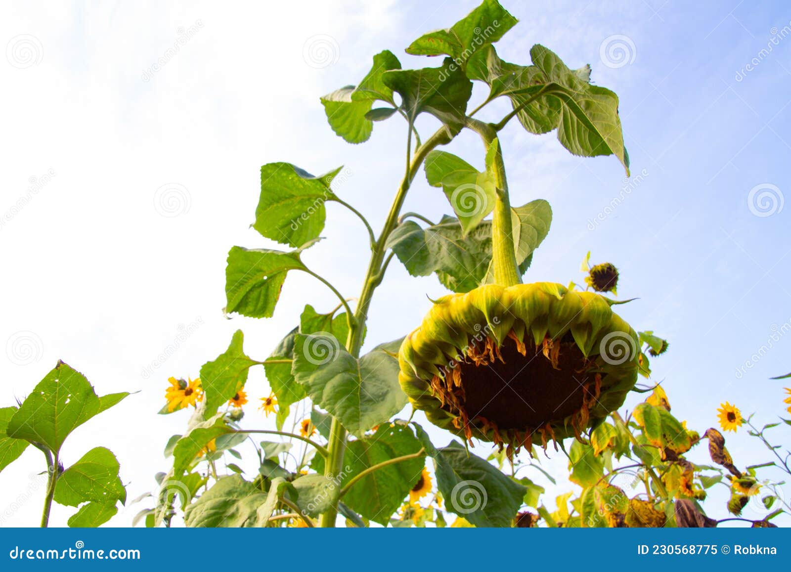 Big Wilted Heavy Sunflower Bending Over Stock Image Image of flora